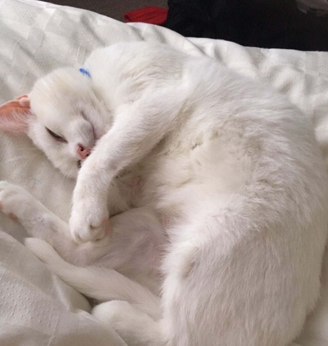 Olaf's double eye removal surgery. campaign photo, 4 of 6