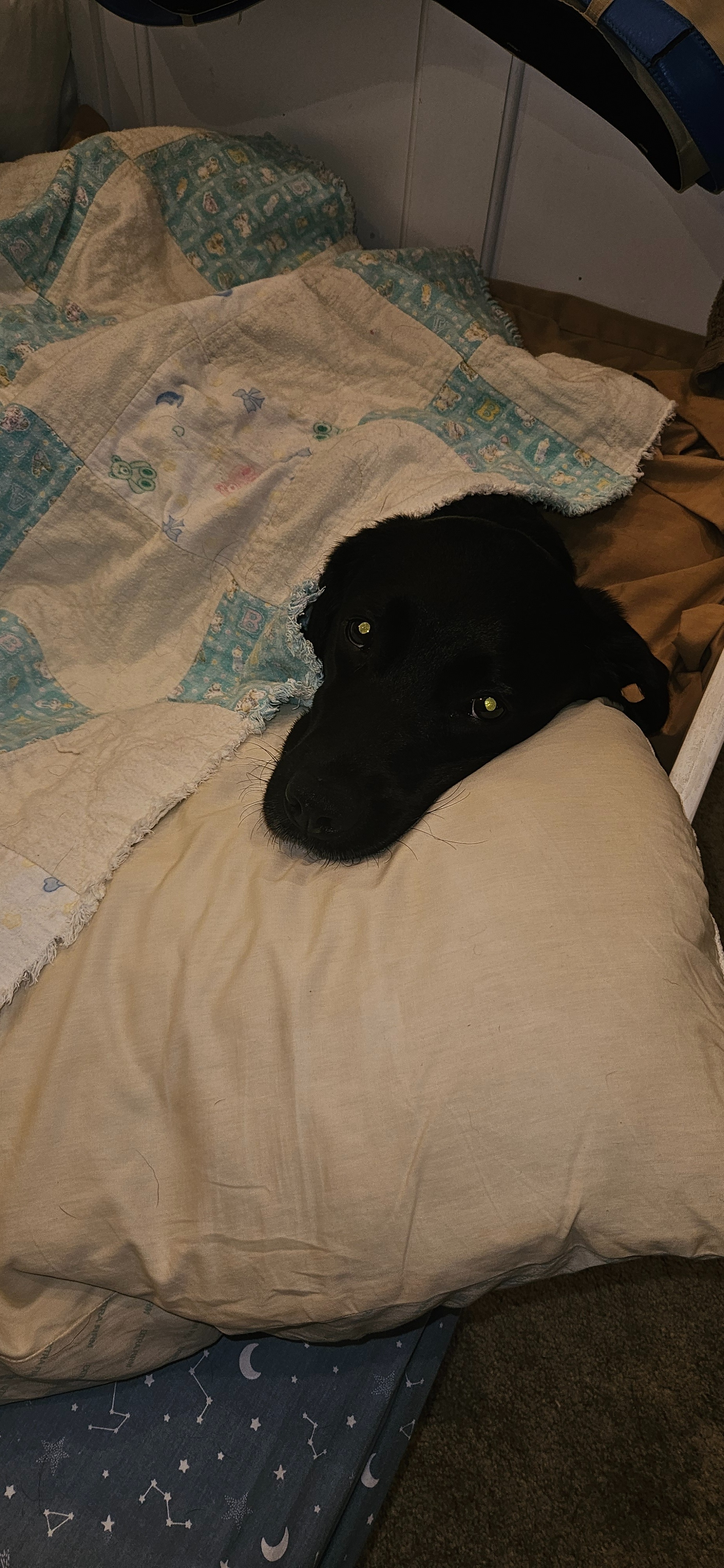 Urgent Surgery for Michael's Service Dog Spirit campaign photo, 2 of 4