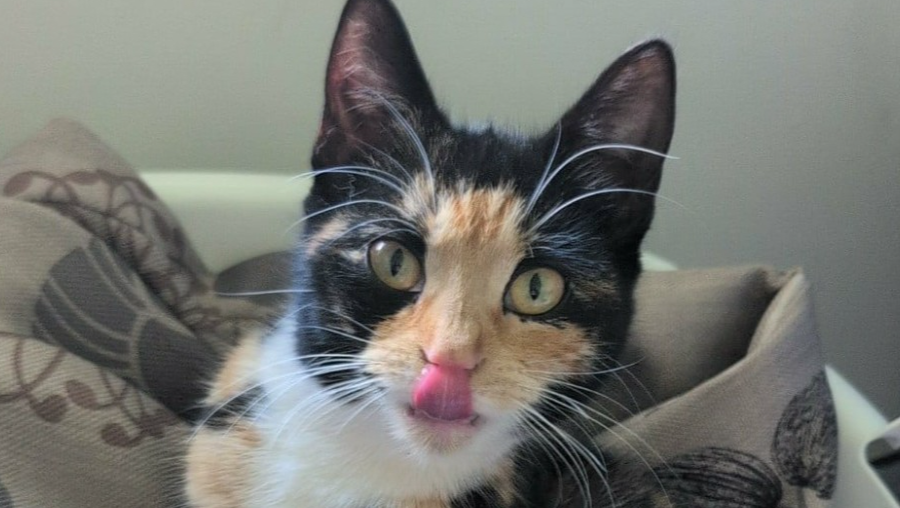 Save Slinky - Emergency Surgery After Desexing Complication photo