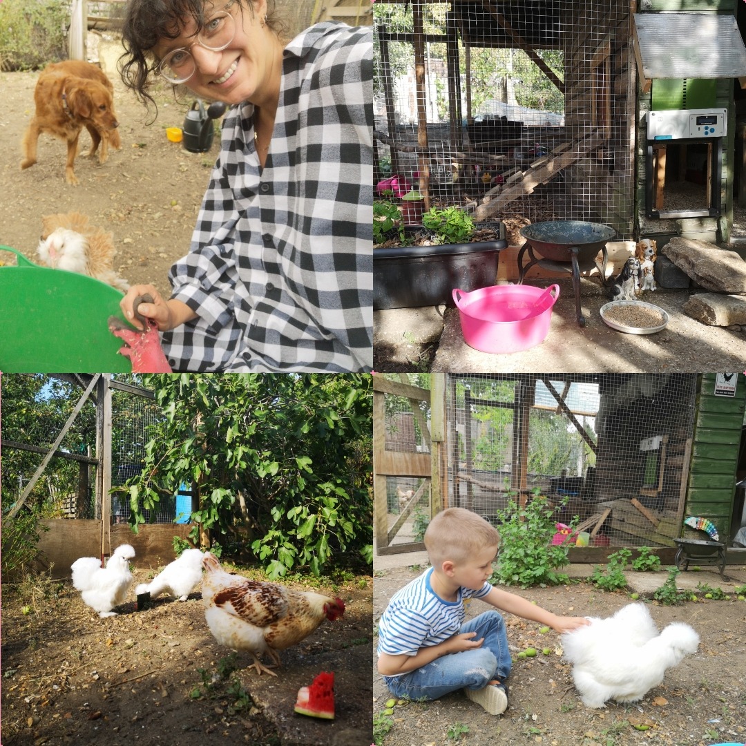 Help build a fence for my hens campaign photo, 2 of 8
