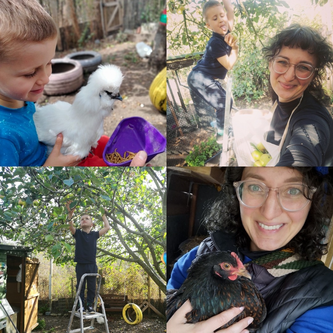 Help build a fence for my hens campaign photo, 4 of 8