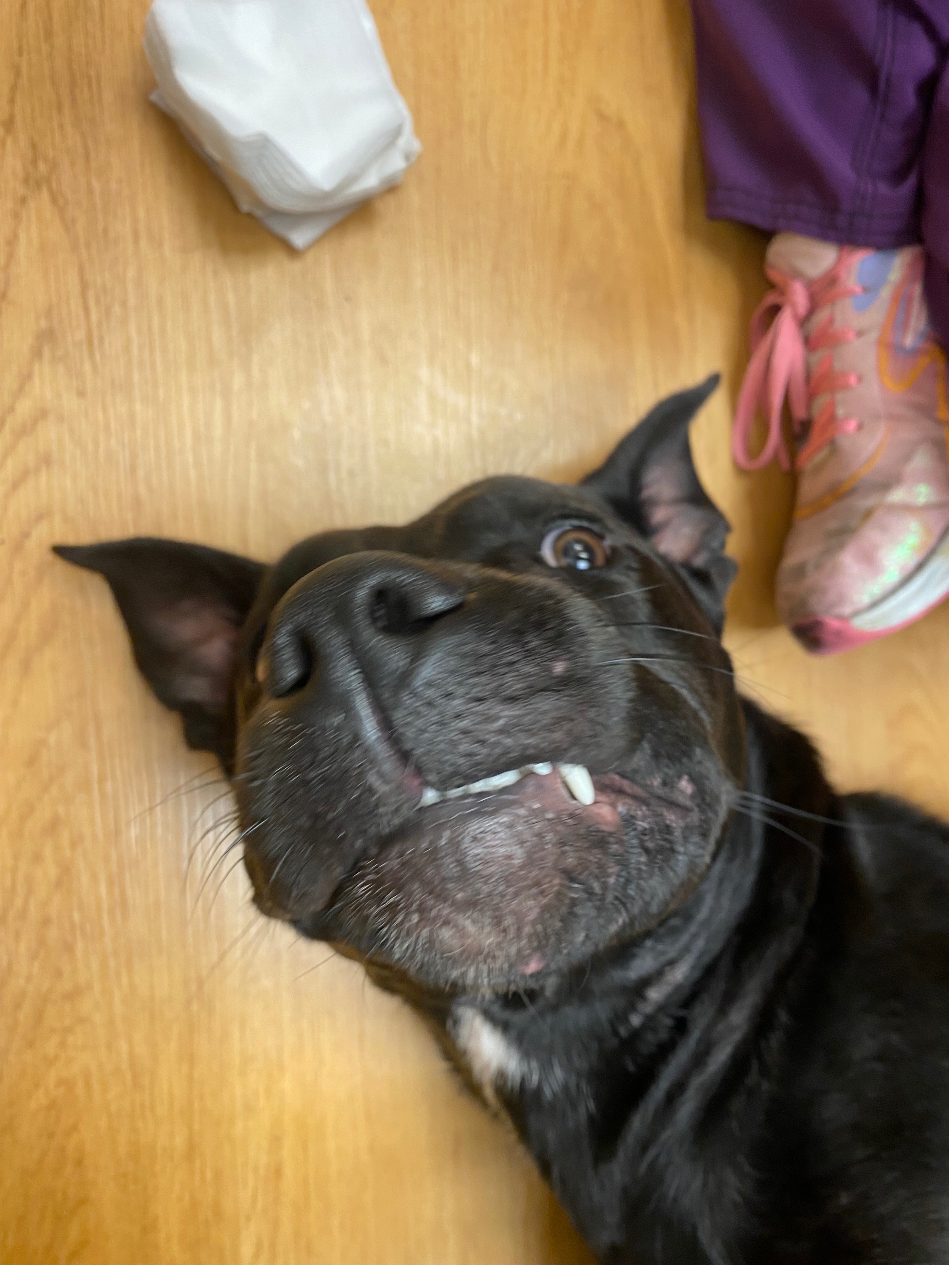 Urgent Surgery Needed for Abused Puppy campaign photo, 2 of 8