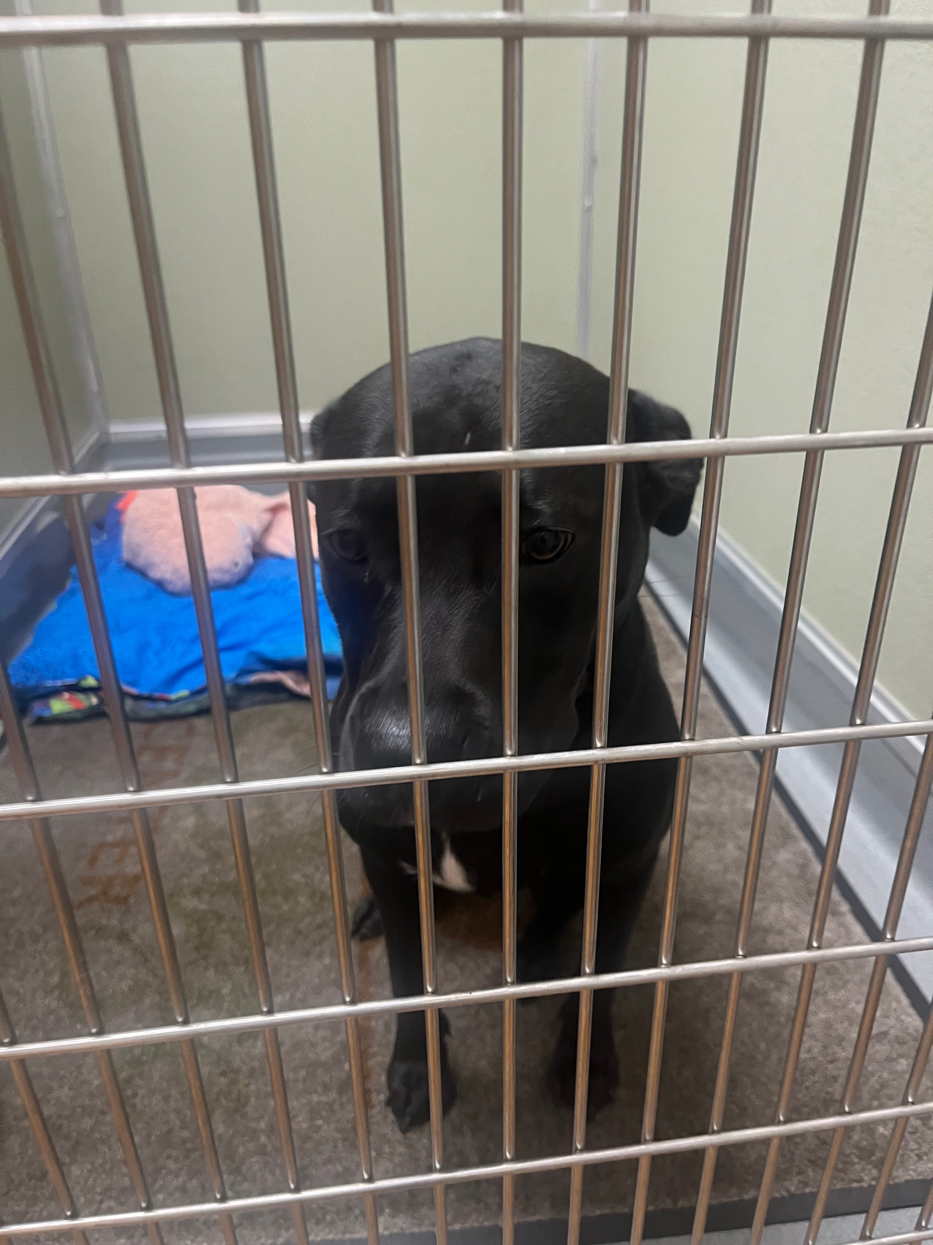 Urgent Surgery Needed for Abused Puppy campaign photo, 7 of 8