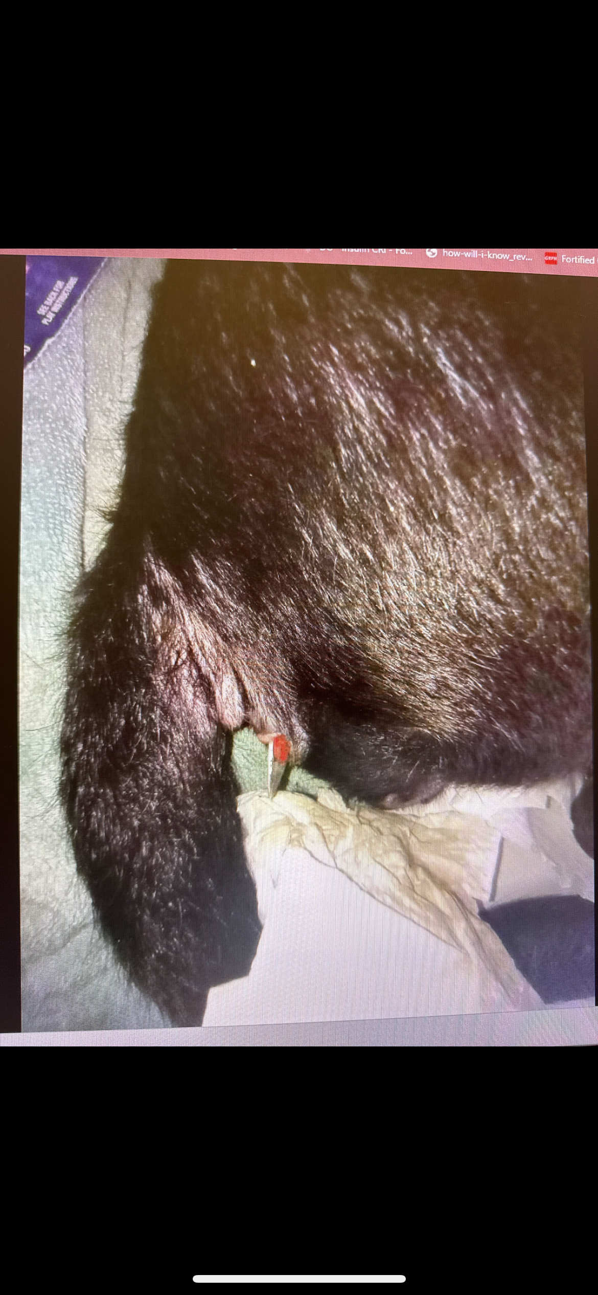 Urgent Surgery Needed for Abused Puppy campaign photo, 4 of 8