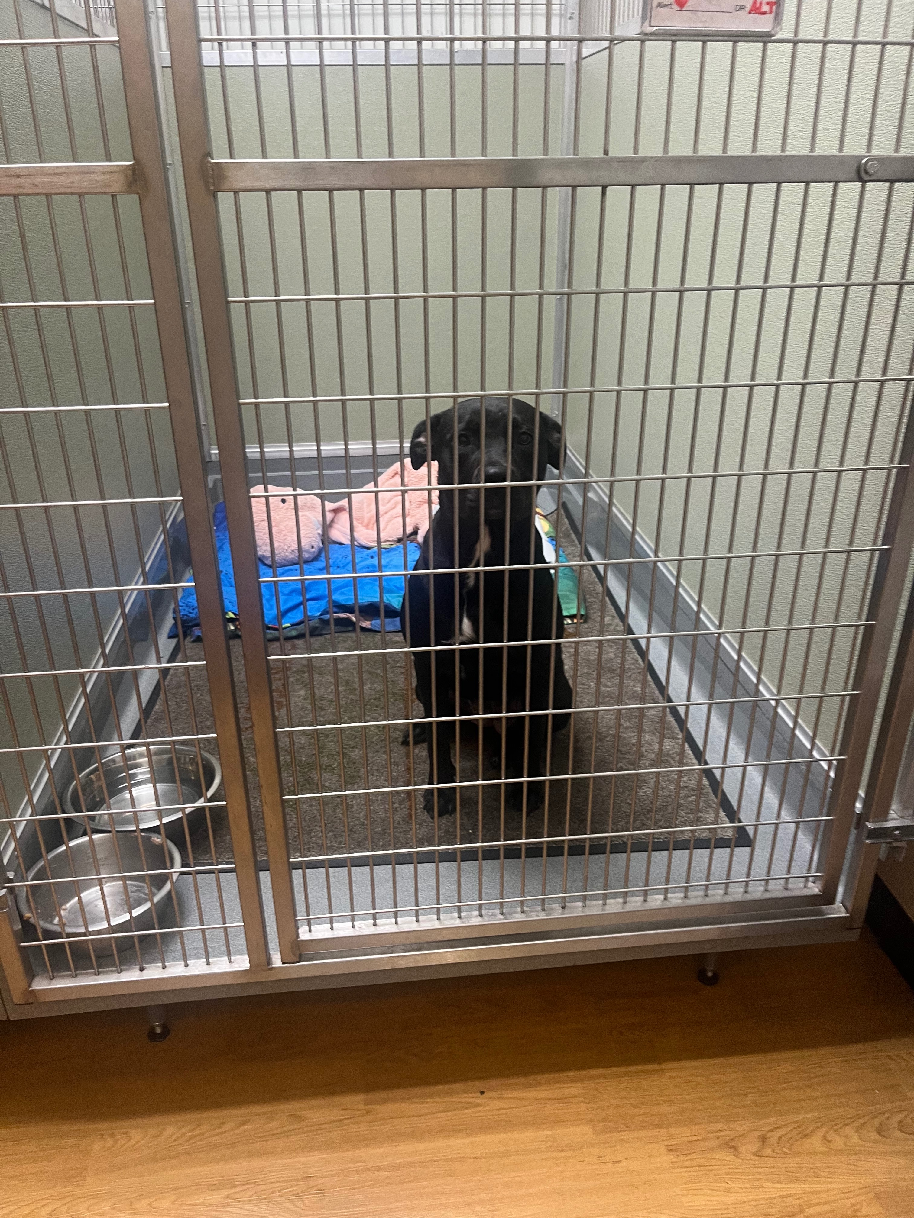 Urgent Surgery Needed for Abused Puppy campaign photo, 5 of 8