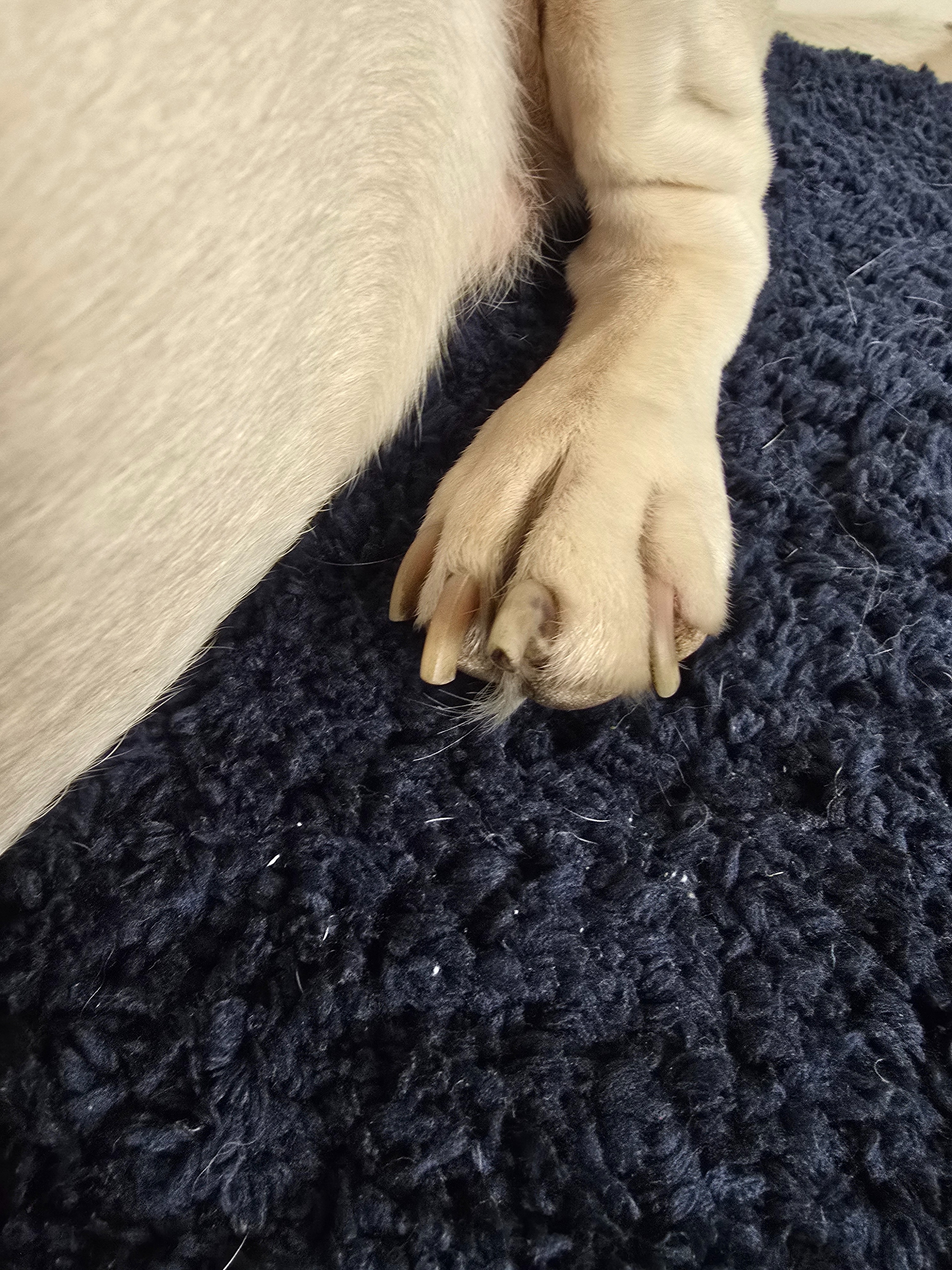 Support Bianca’s Toe Amputation Surgery campaign photo, 5 of 8