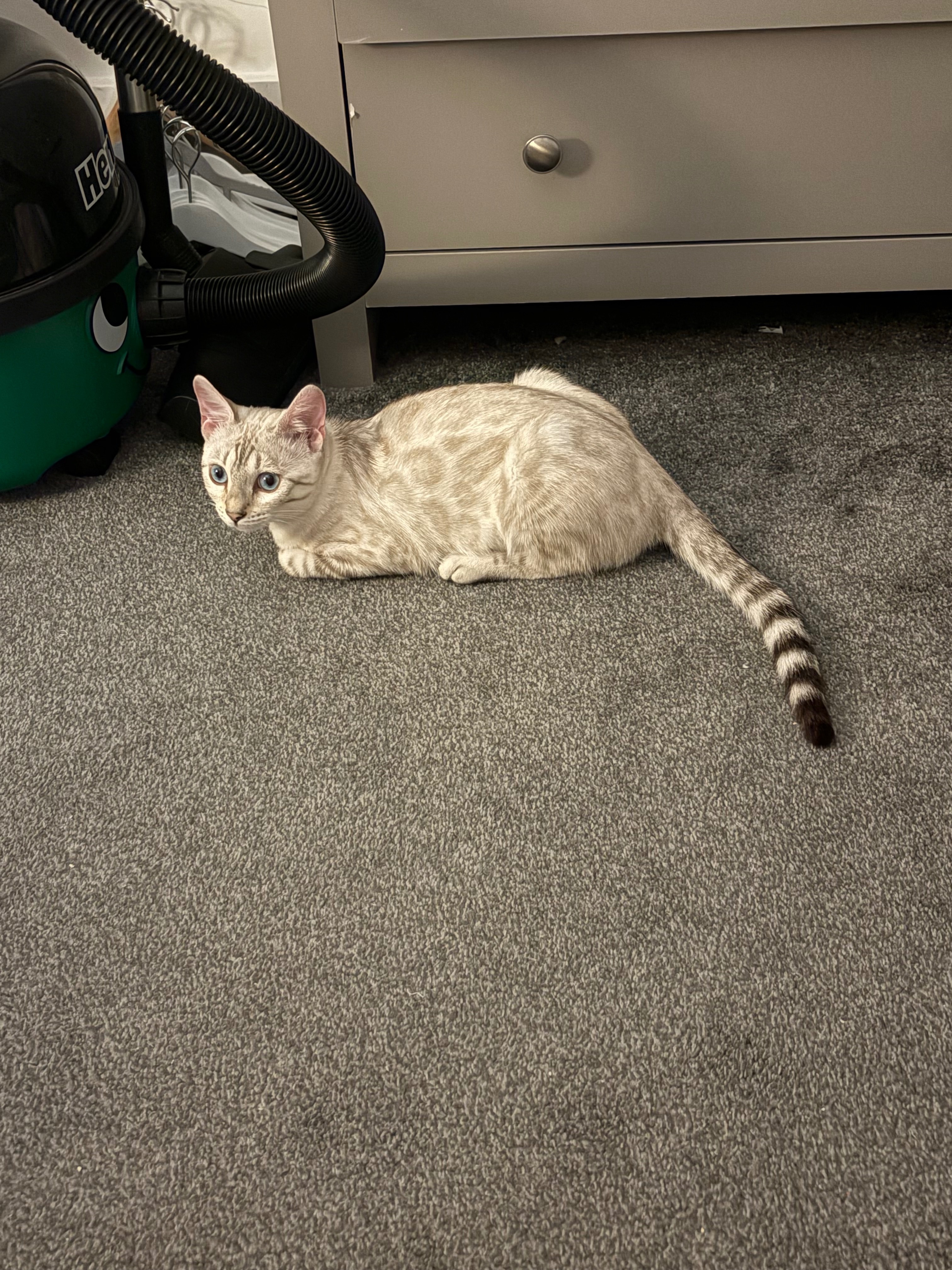 Meela the bengal campaign photo, 2 of 4
