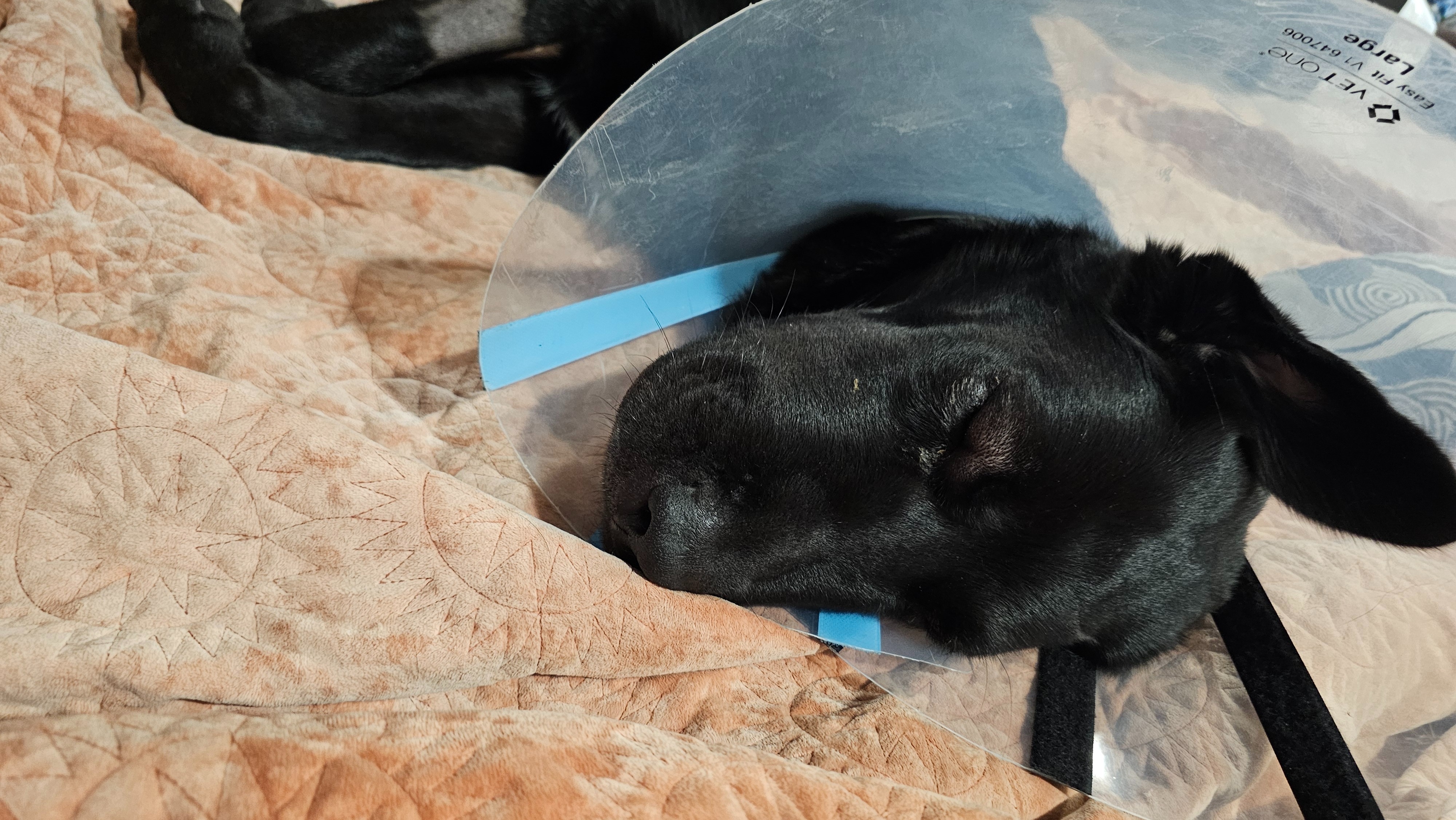 User-uploaded image 2