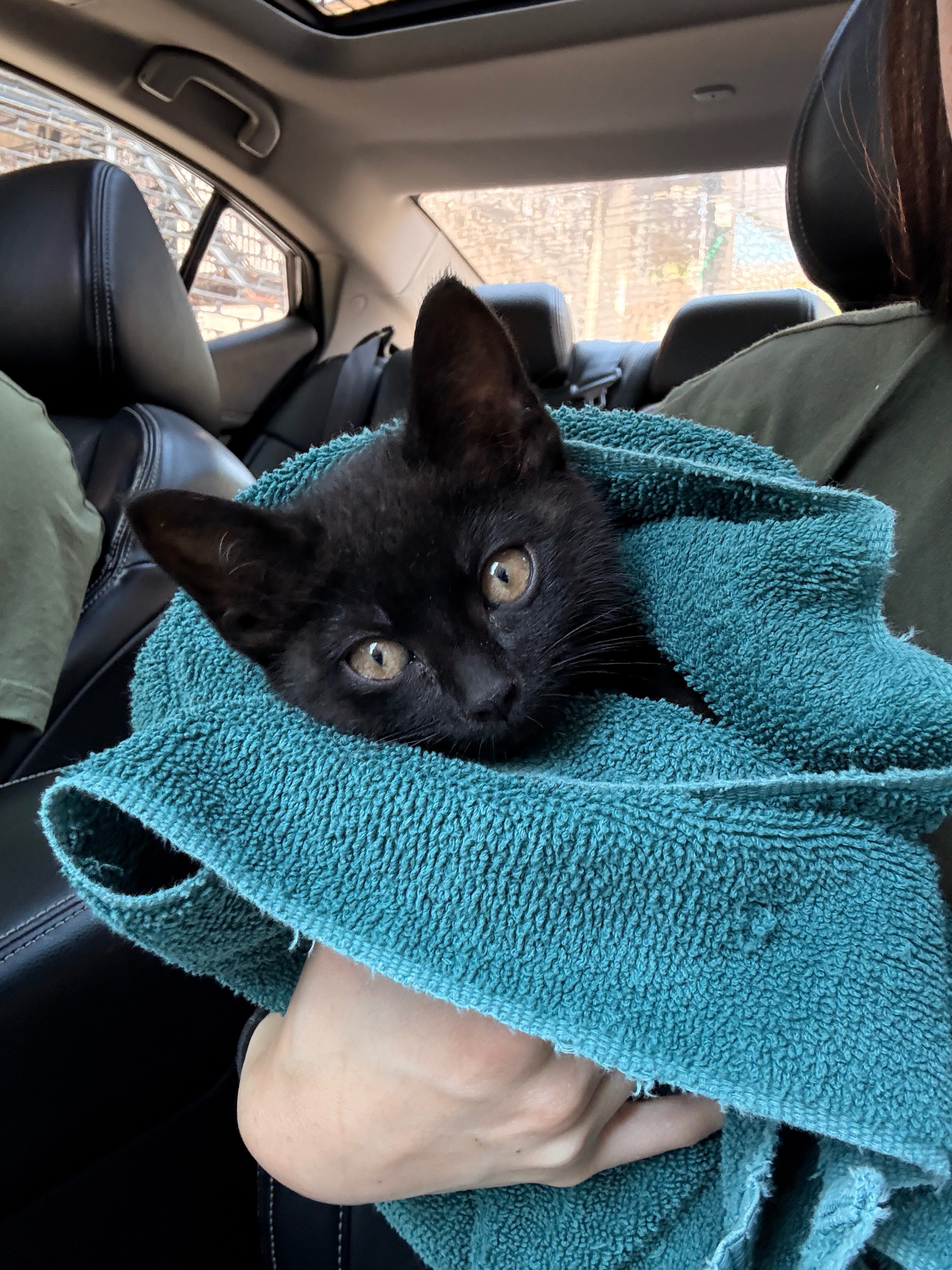 Donate for Ace's Surgery campaign photo, 2 of 6