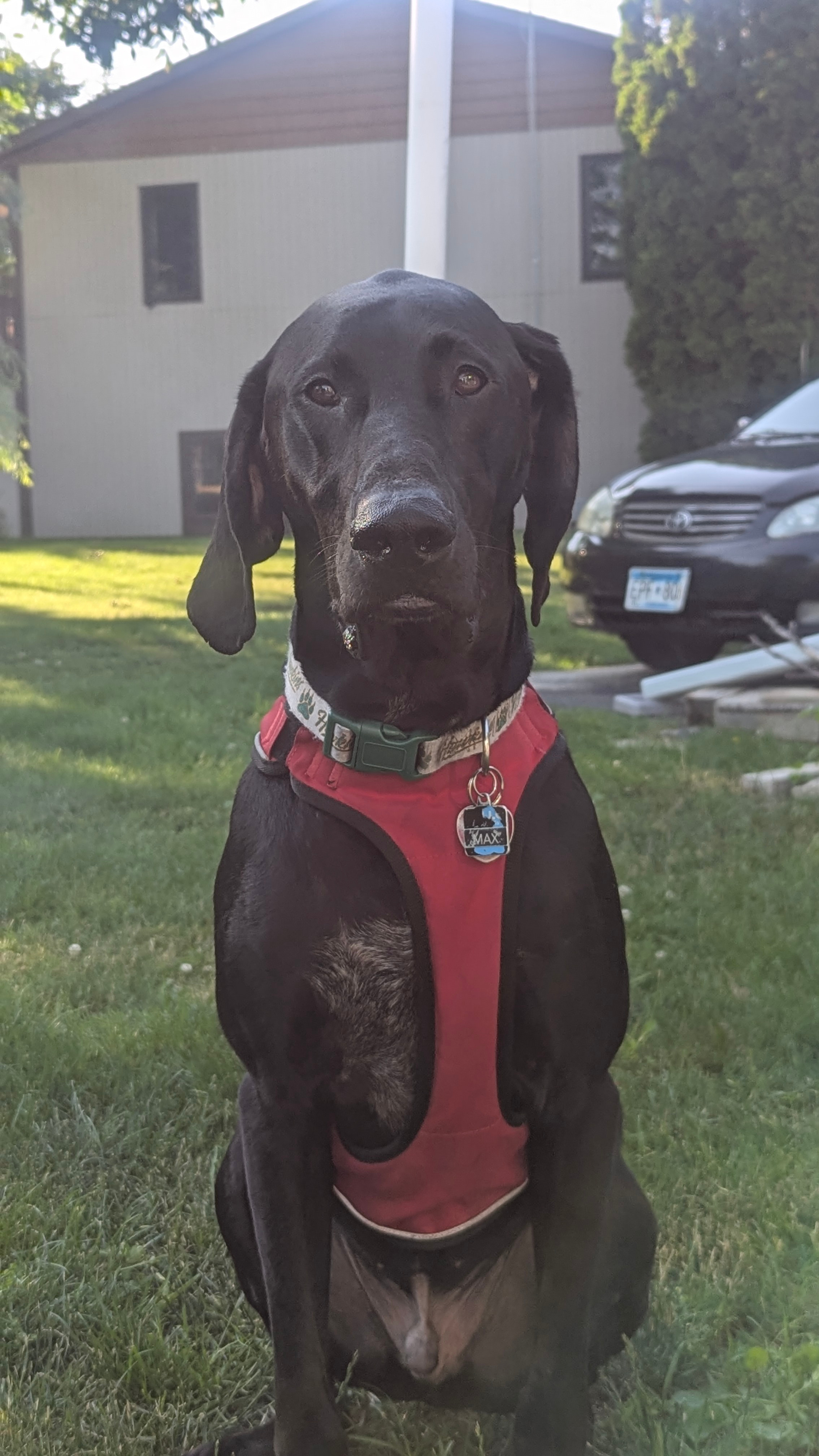 Max's Emergency Bloat Surgery campaign photo, 4 of 5