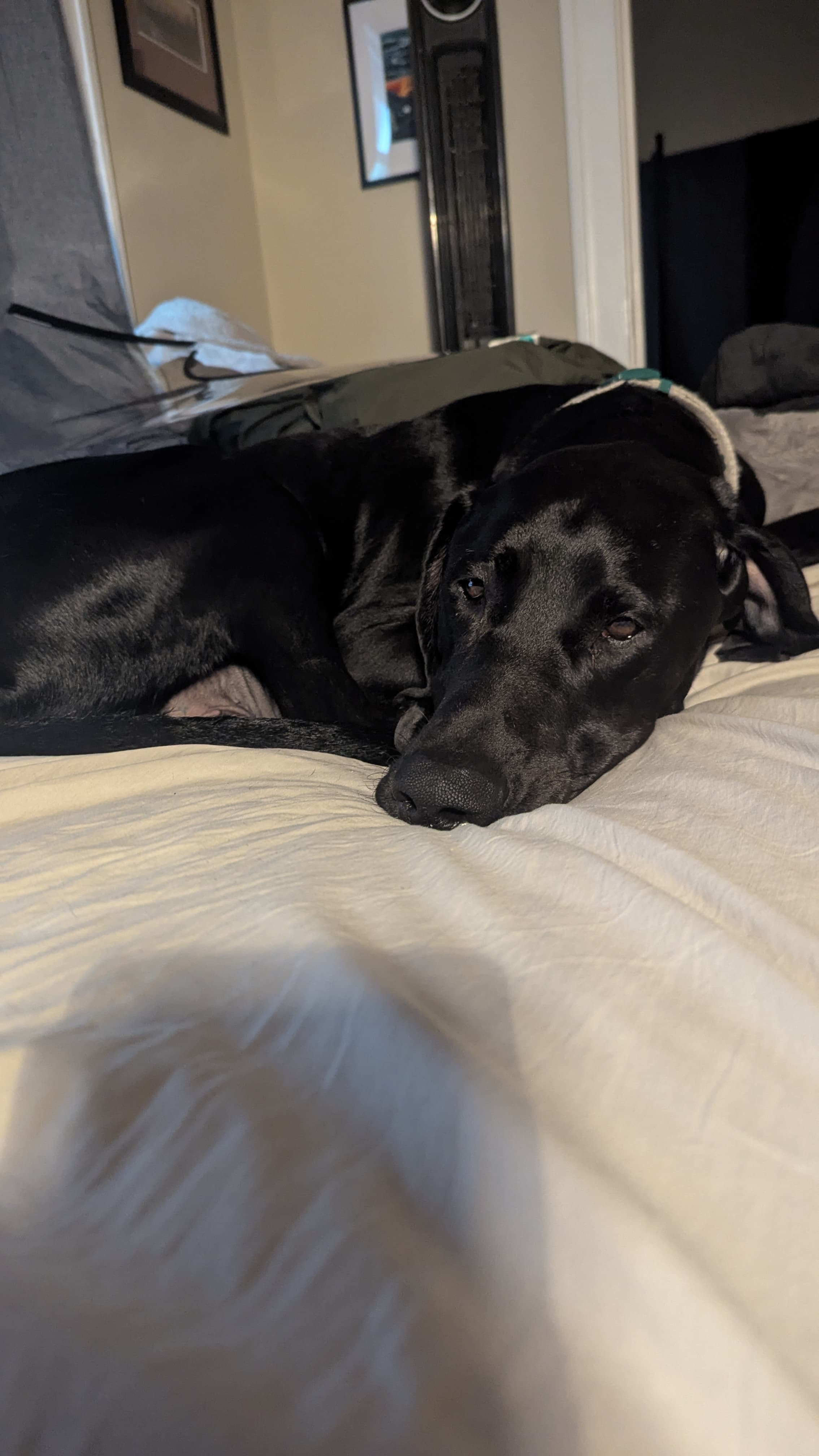 Max's Emergency Bloat Surgery campaign photo, 2 of 5