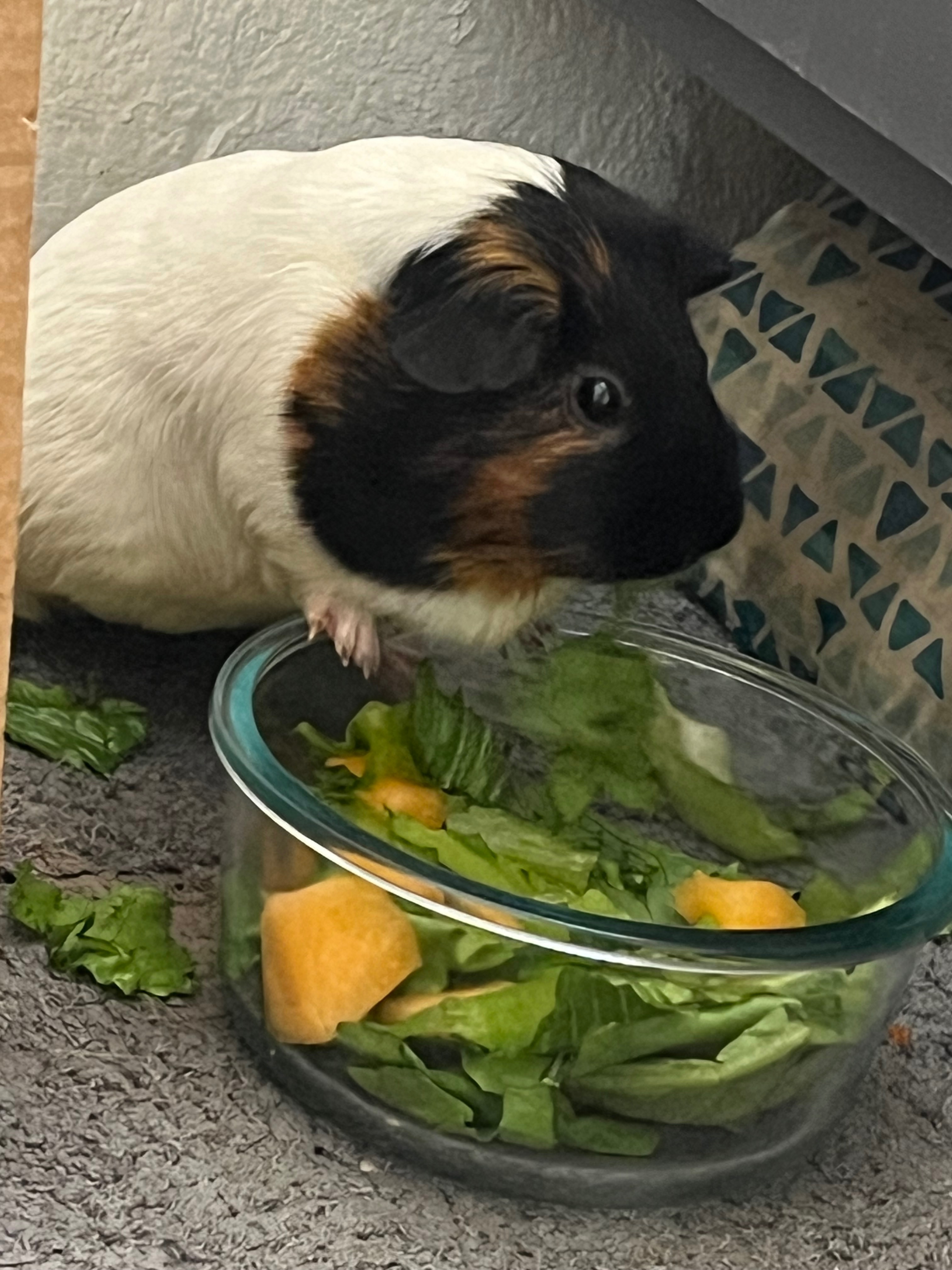 Donate for coco's cremation campaign photo, 6 of 6