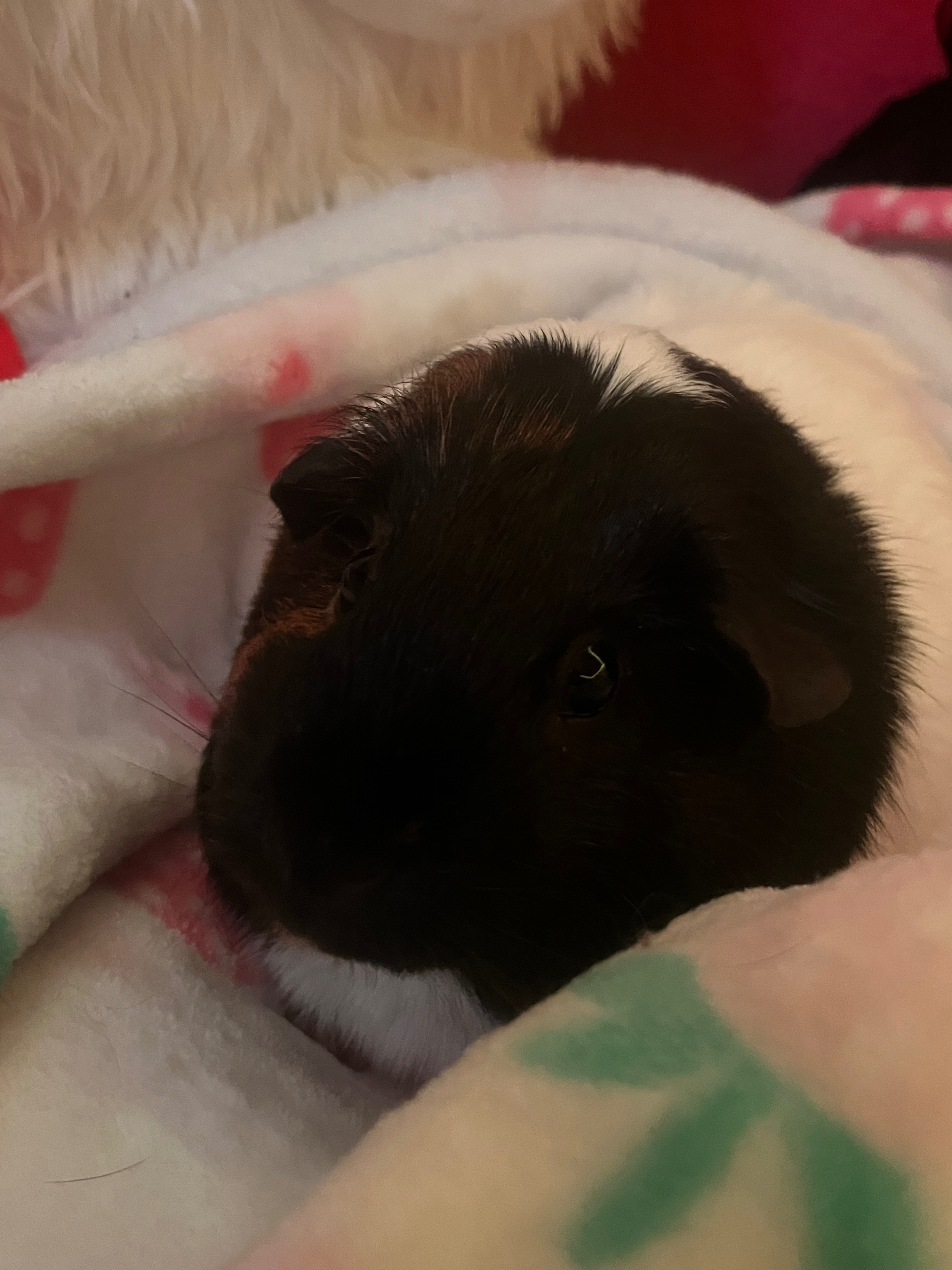 Donate for coco's cremation campaign photo, 2 of 6