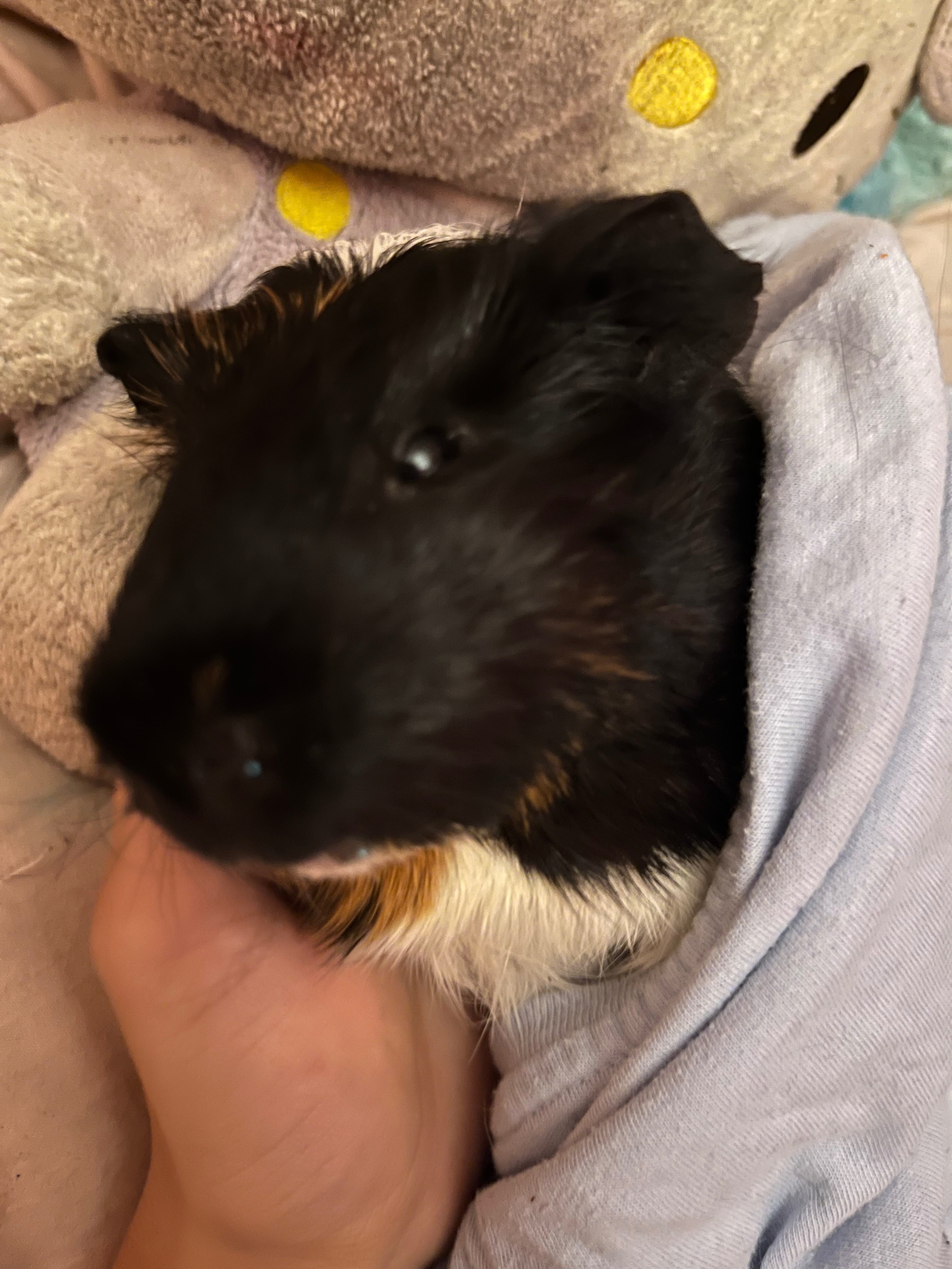 Donate for coco's cremation campaign photo, 4 of 6