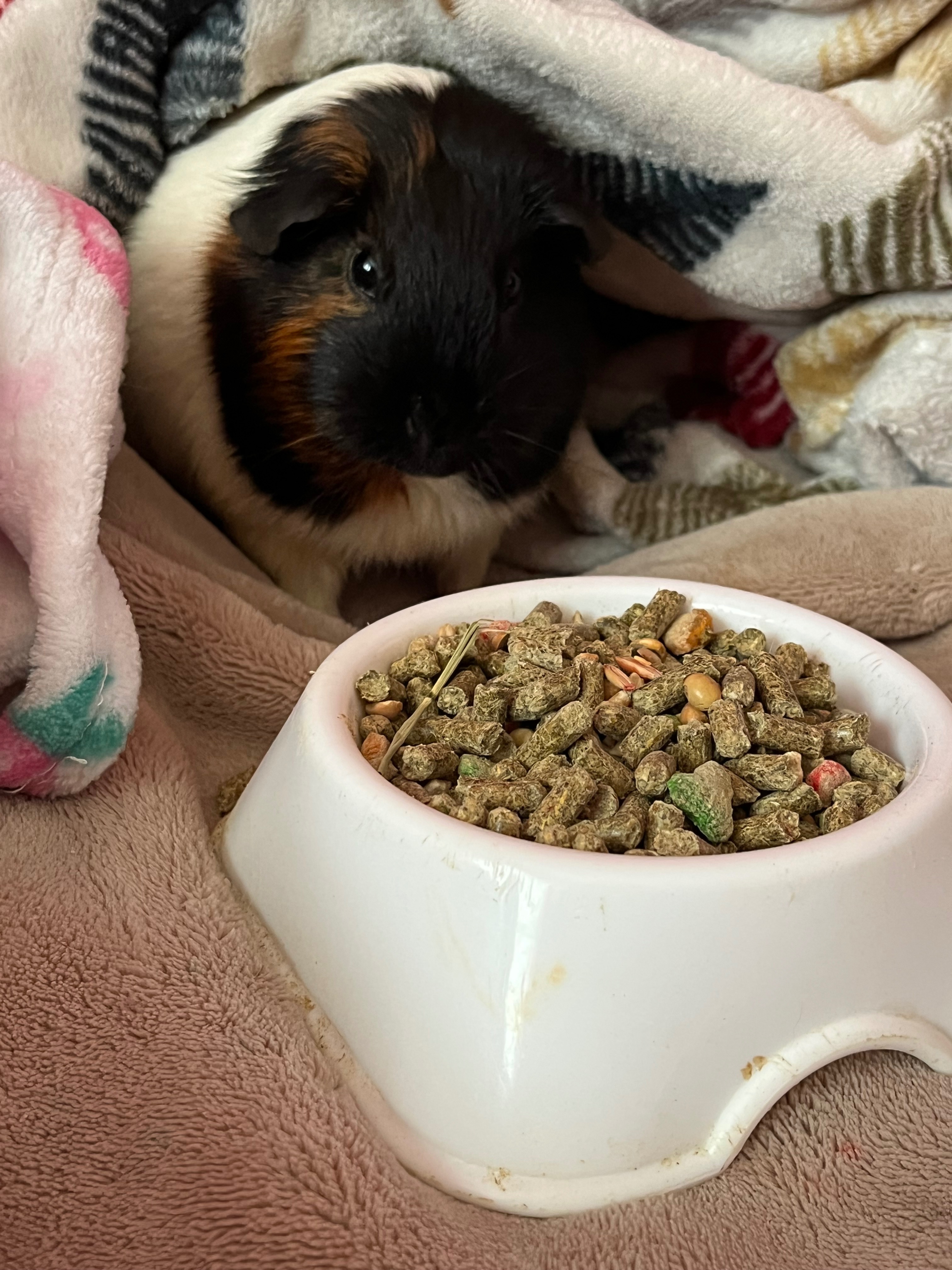 Donate for coco's cremation campaign photo, 5 of 6