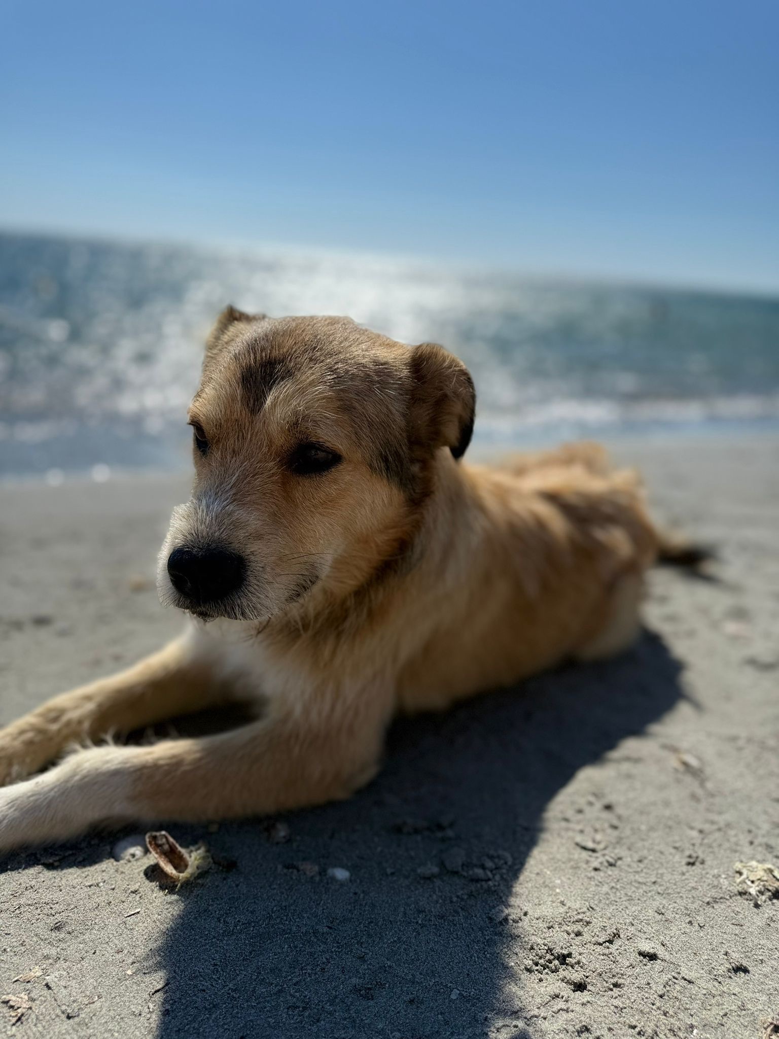 For the love of Teddy - Help us bring him home. campaign photo, 7 of 8