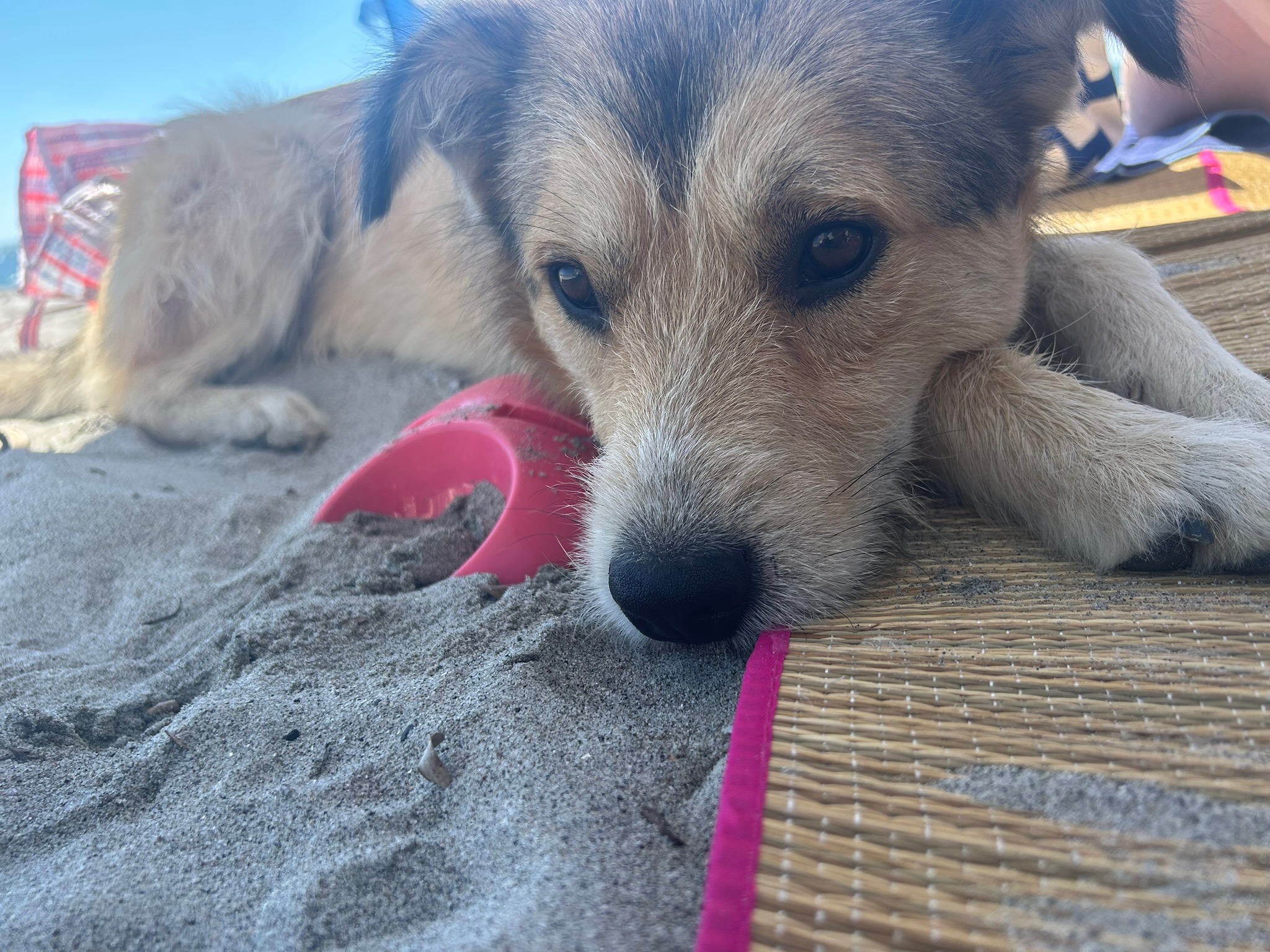 For the love of Teddy - Help us bring him home. campaign photo, 5 of 8