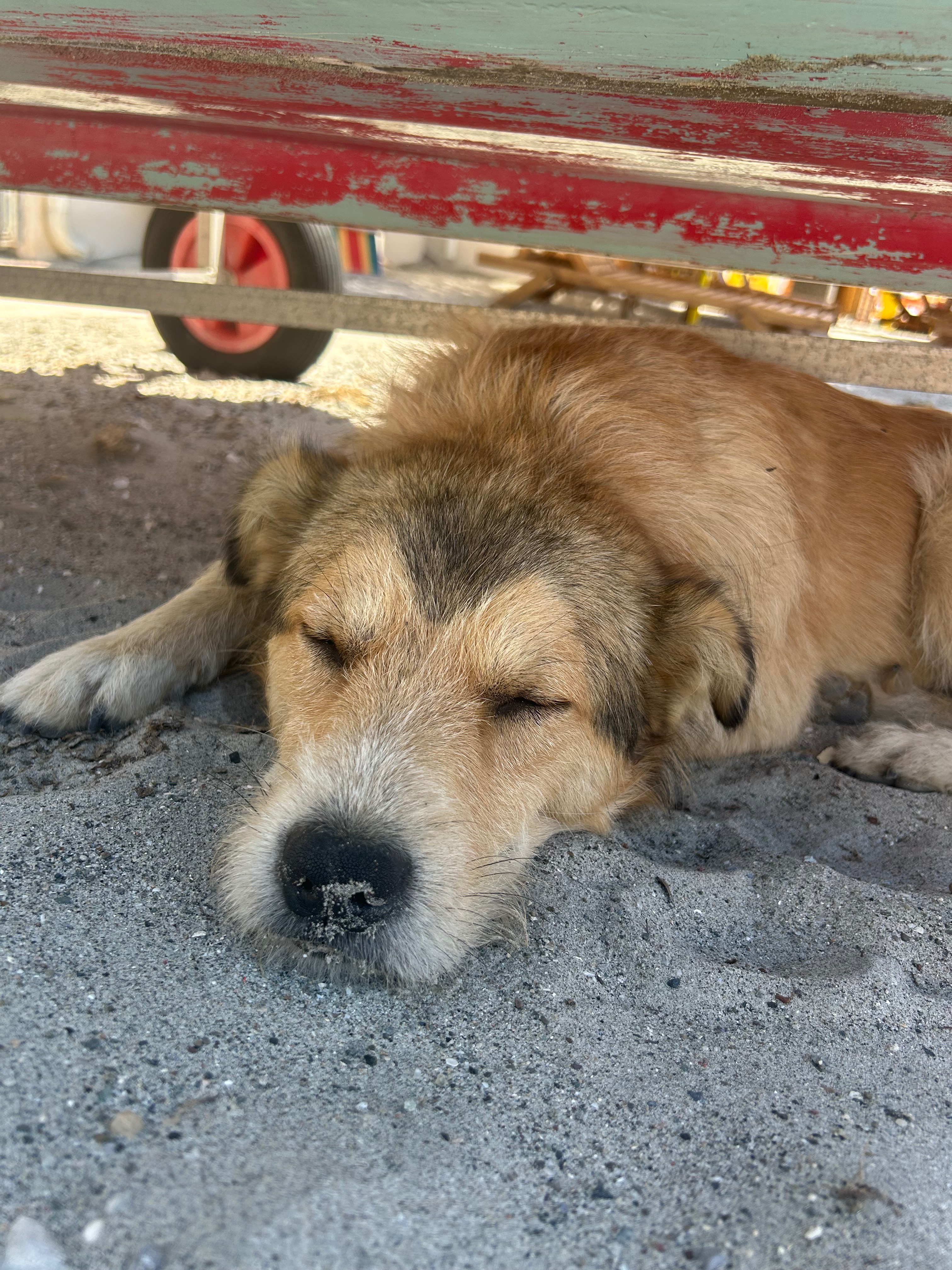For the love of Teddy - Help us bring him home. campaign photo, 6 of 8