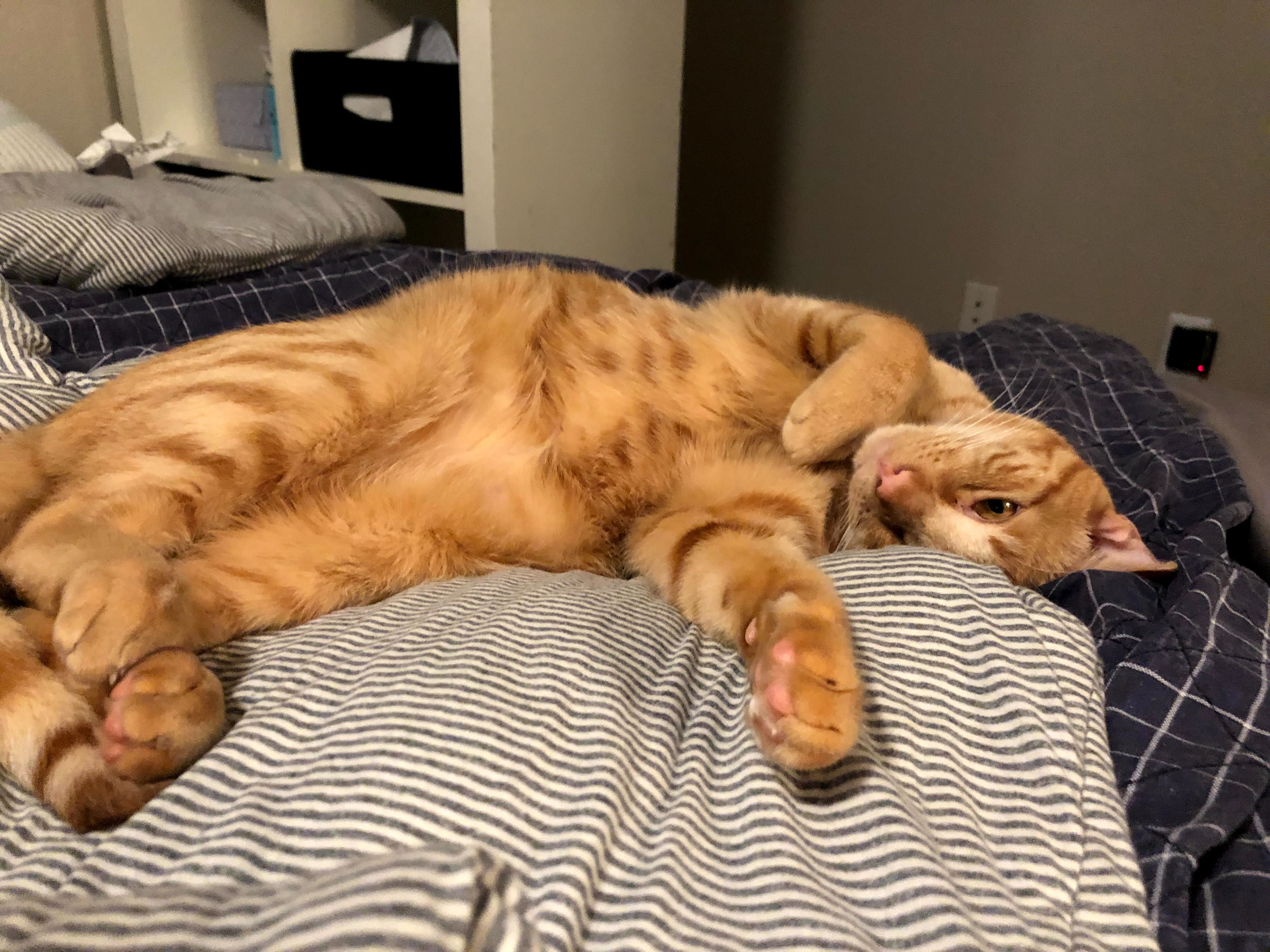 Donate to Save Lilo: Critical Hospital Stay Needed campaign photo, 5 of 8