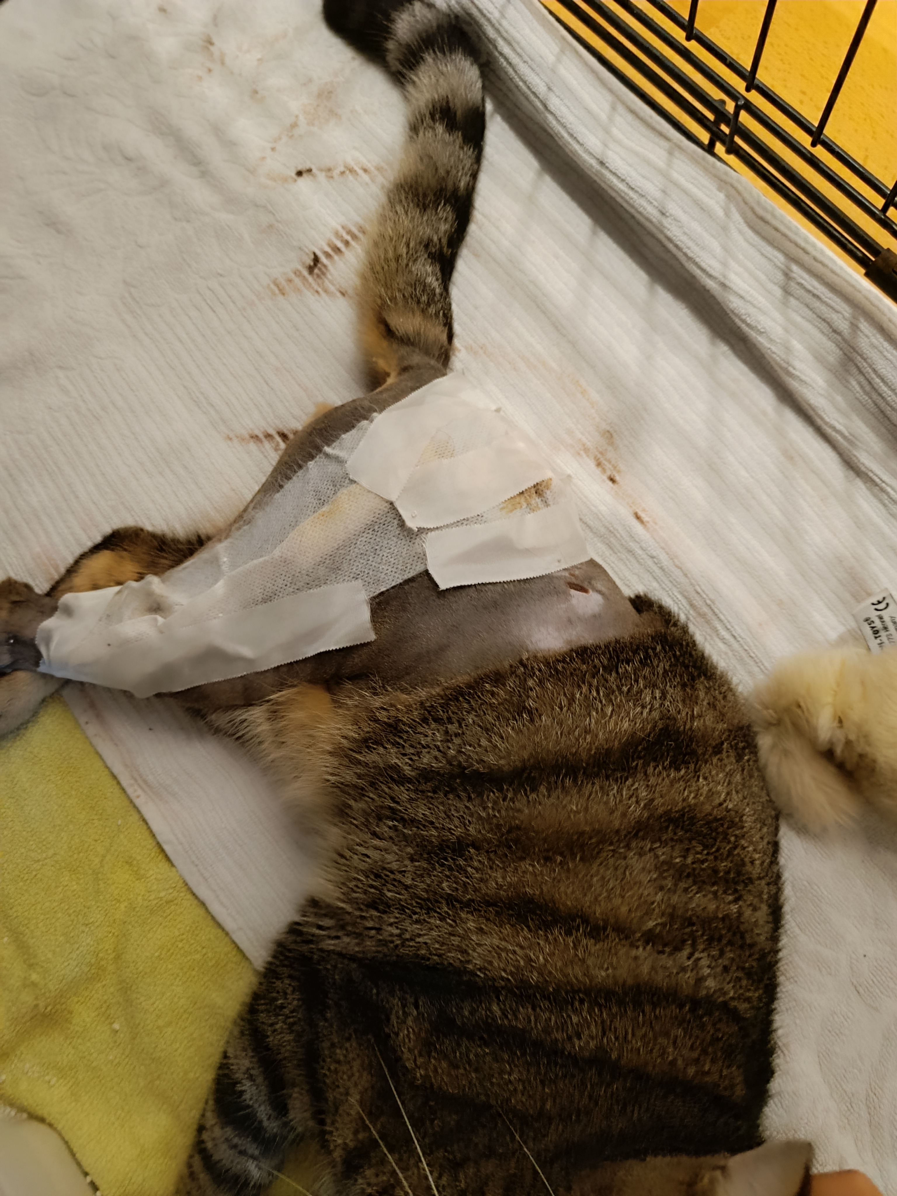 Unser Charly wurde angefahren campaign photo, 4 of 7
