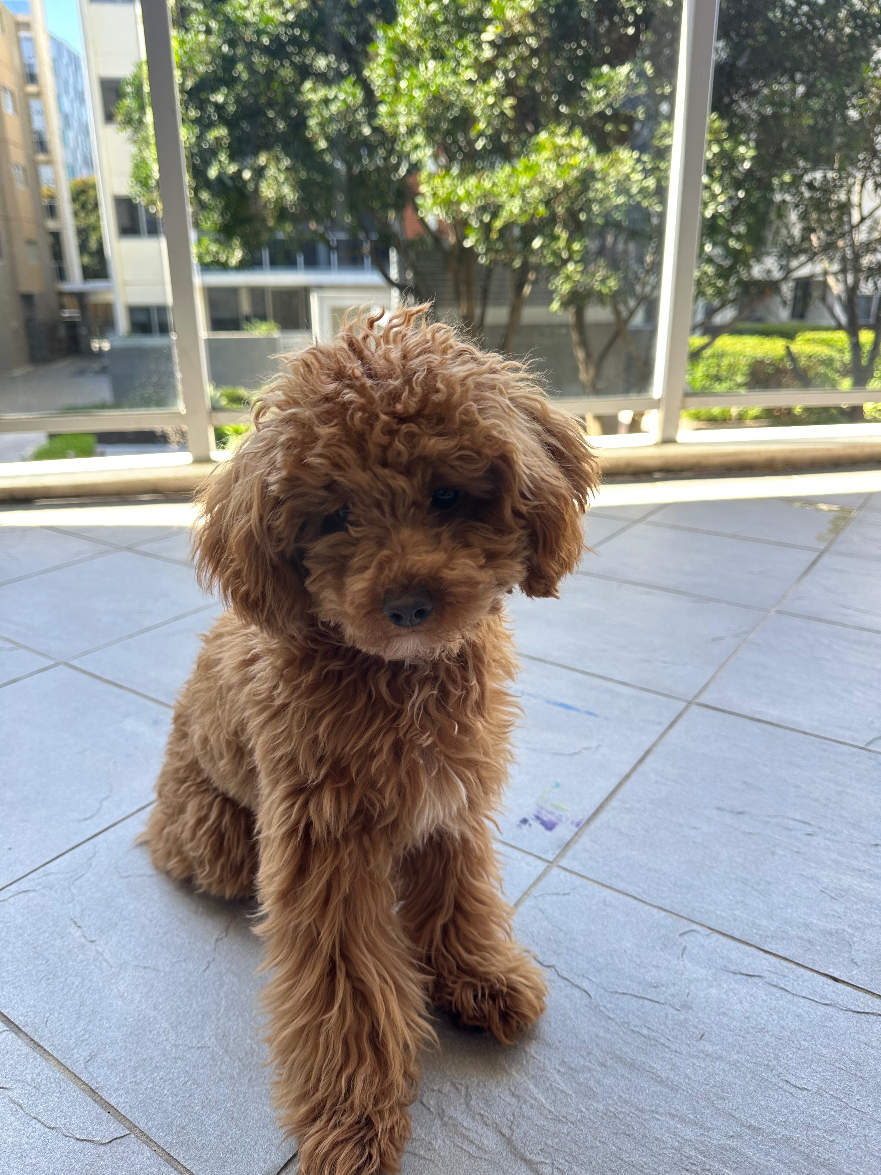 Help Save Hazel — Recovering from Tick Paralysis campaign photo, 4 of 5