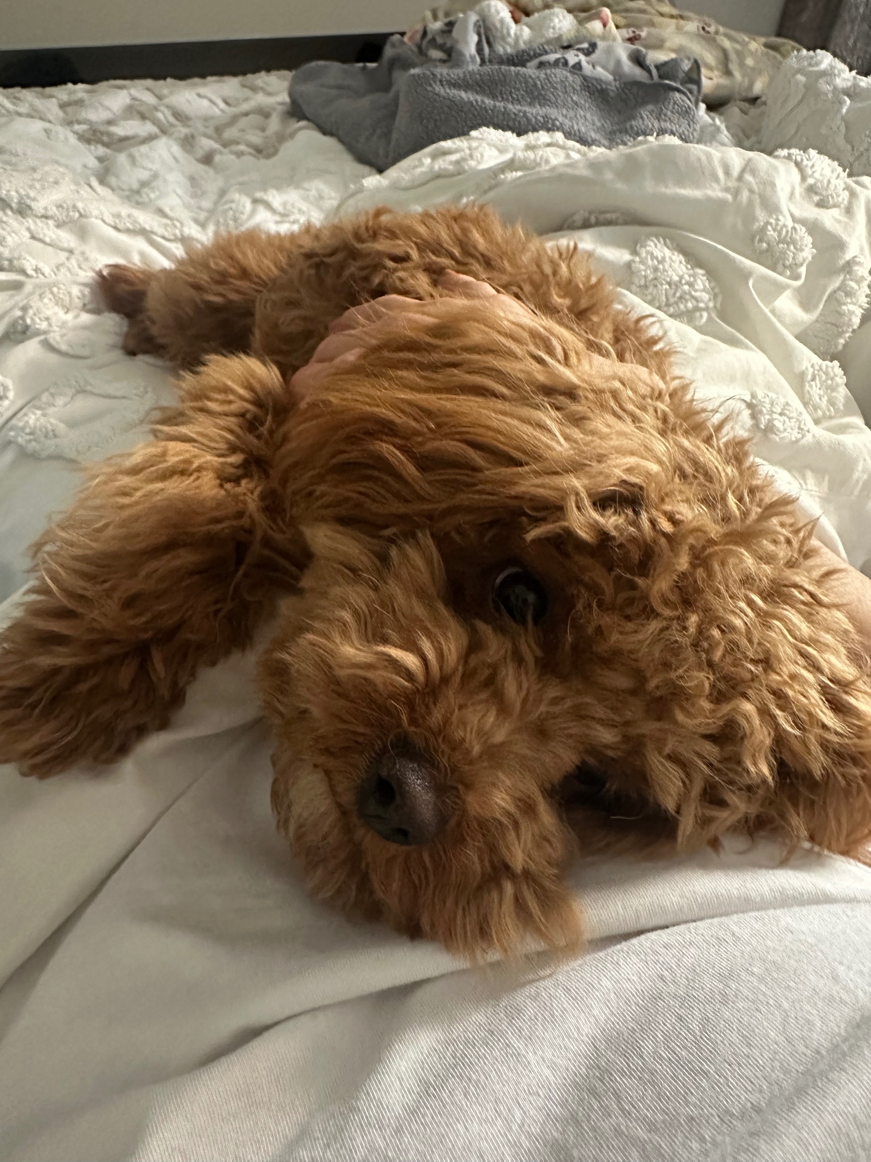 Help Save Hazel — Recovering from Tick Paralysis campaign photo, 2 of 5