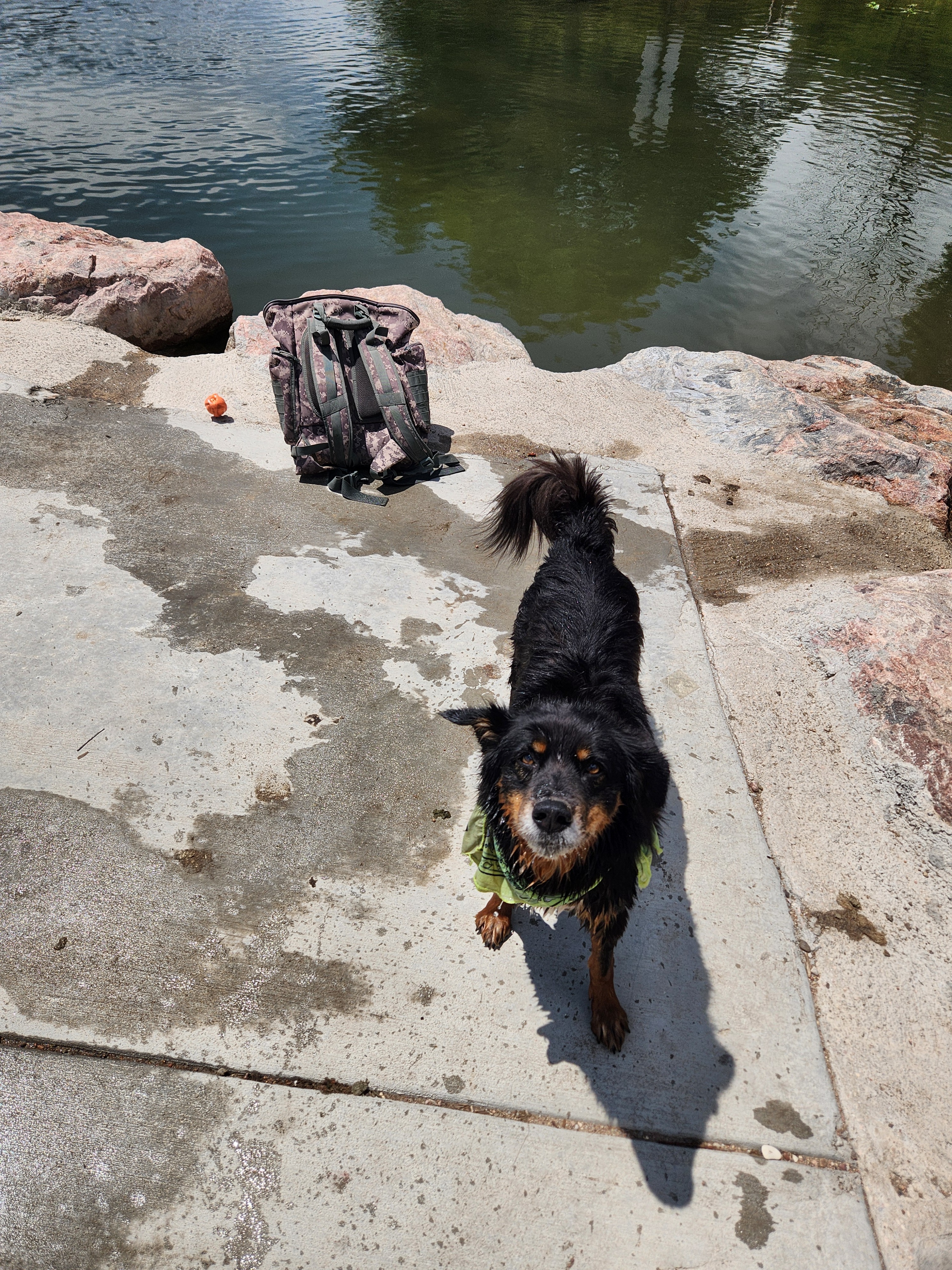 Support Michael's Dog's Medical Expenses campaign photo, 4 of 8