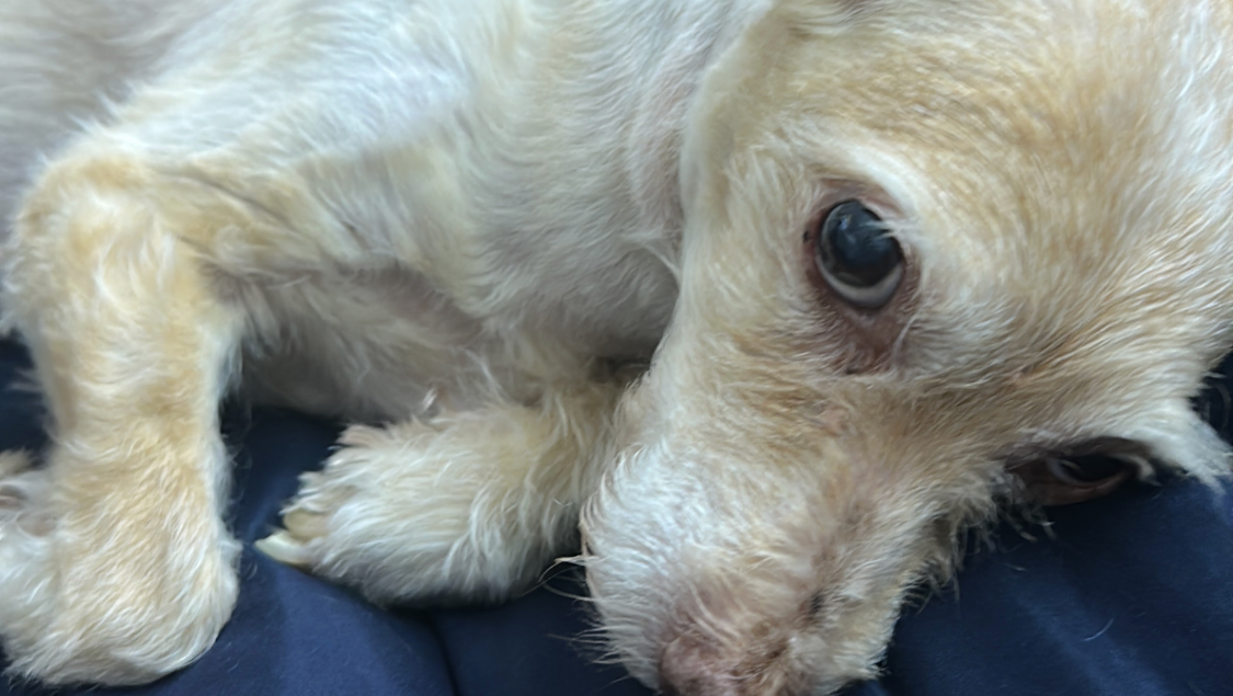 Please Help Rocky Breathe Easy Again photo