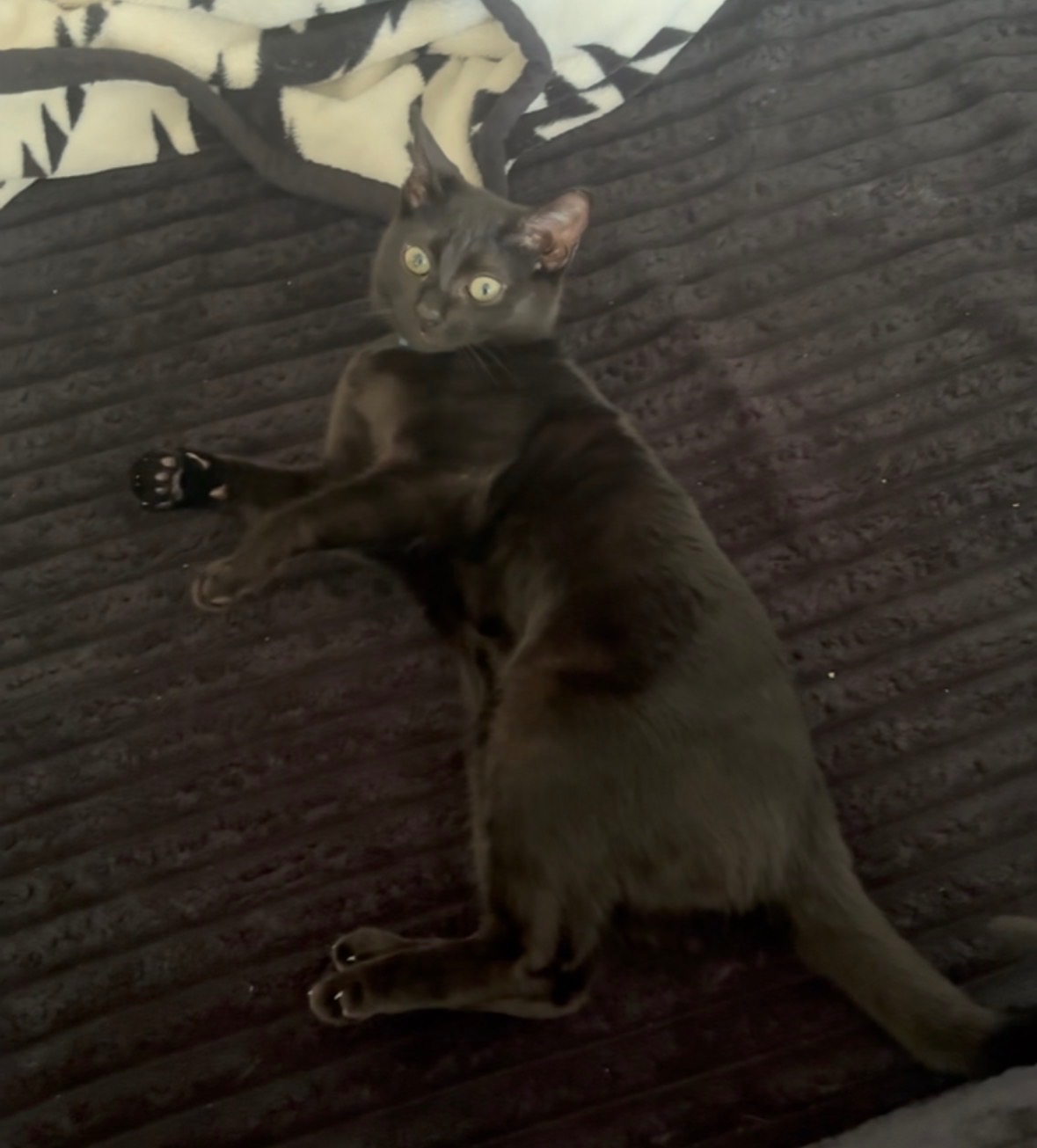 Help Ivy In Her Fight Against Feline Panleukopenia campaign photo, 7 of 8