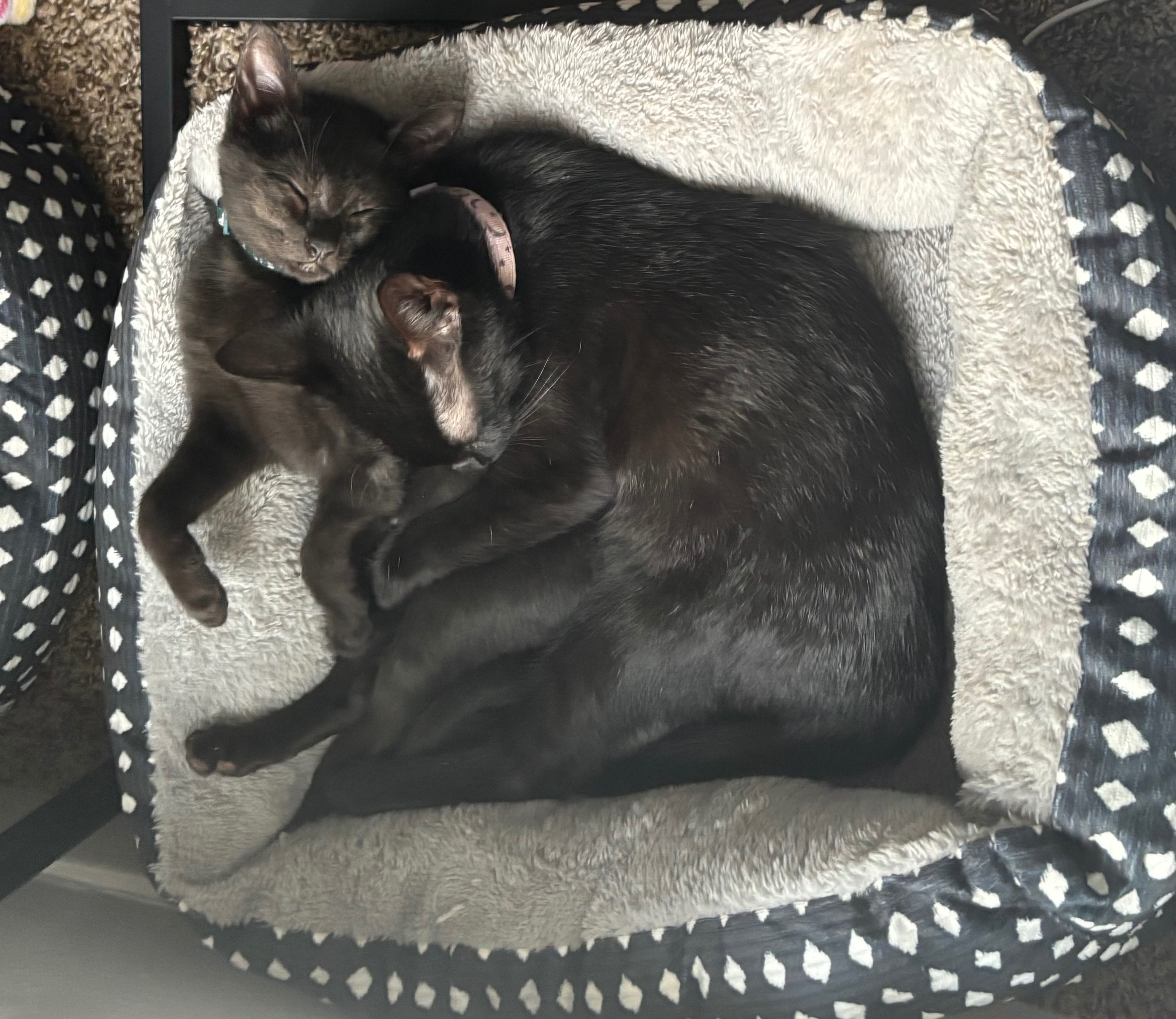 Help Ivy In Her Fight Against Feline Panleukopenia campaign photo, 2 of 8