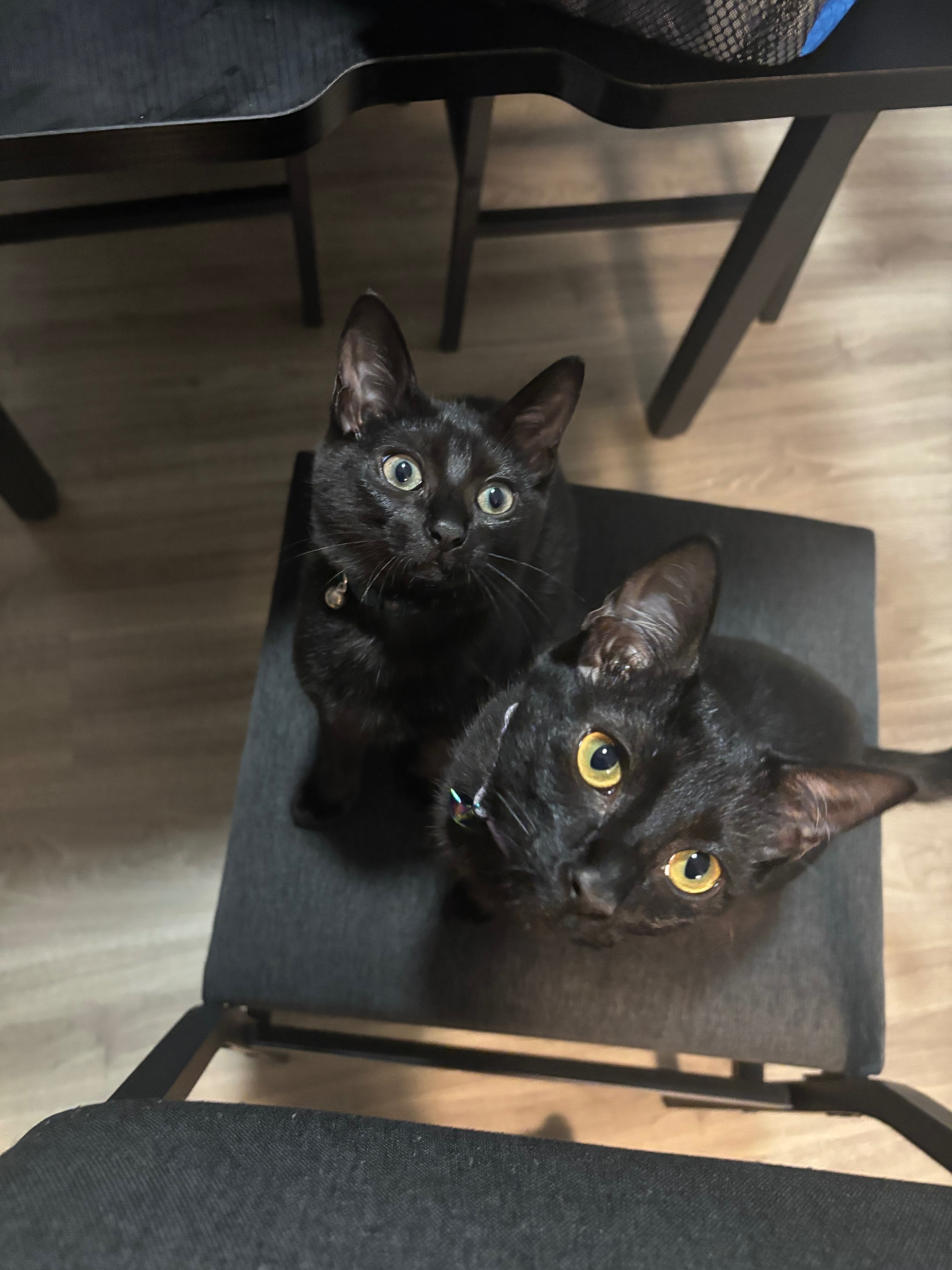 Help Ivy In Her Fight Against Feline Panleukopenia campaign photo, 5 of 8