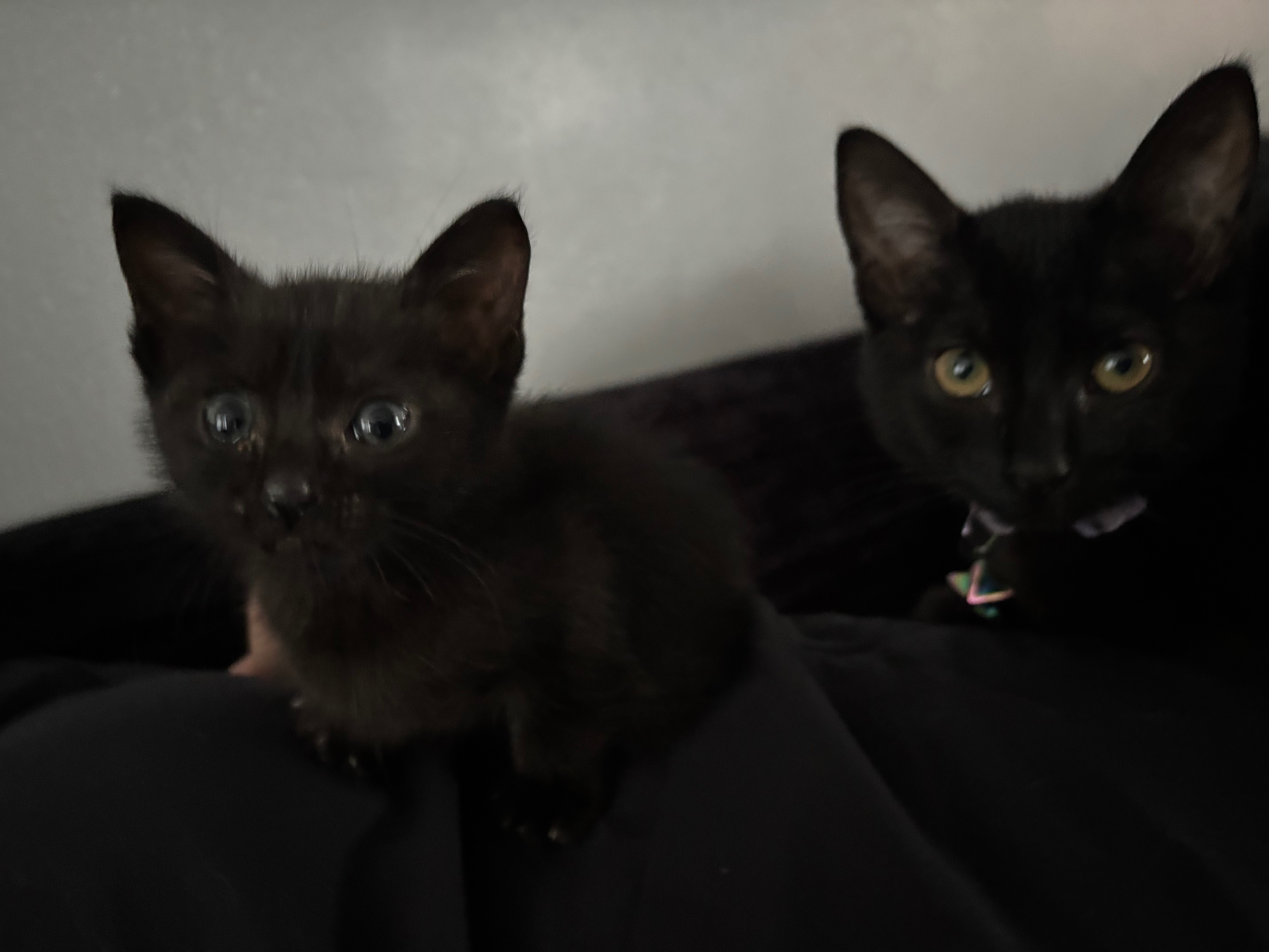 Help Ivy In Her Fight Against Feline Panleukopenia campaign photo, 6 of 8
