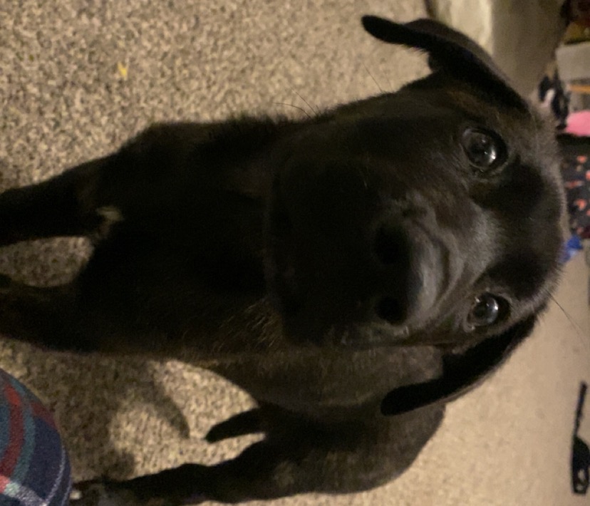 Stella’s Parvovirus Journey campaign photo, 2 of 6