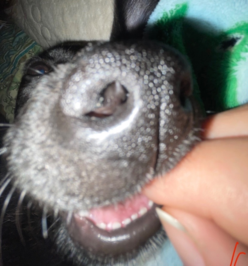 Stella’s Parvovirus Journey campaign photo, 5 of 6