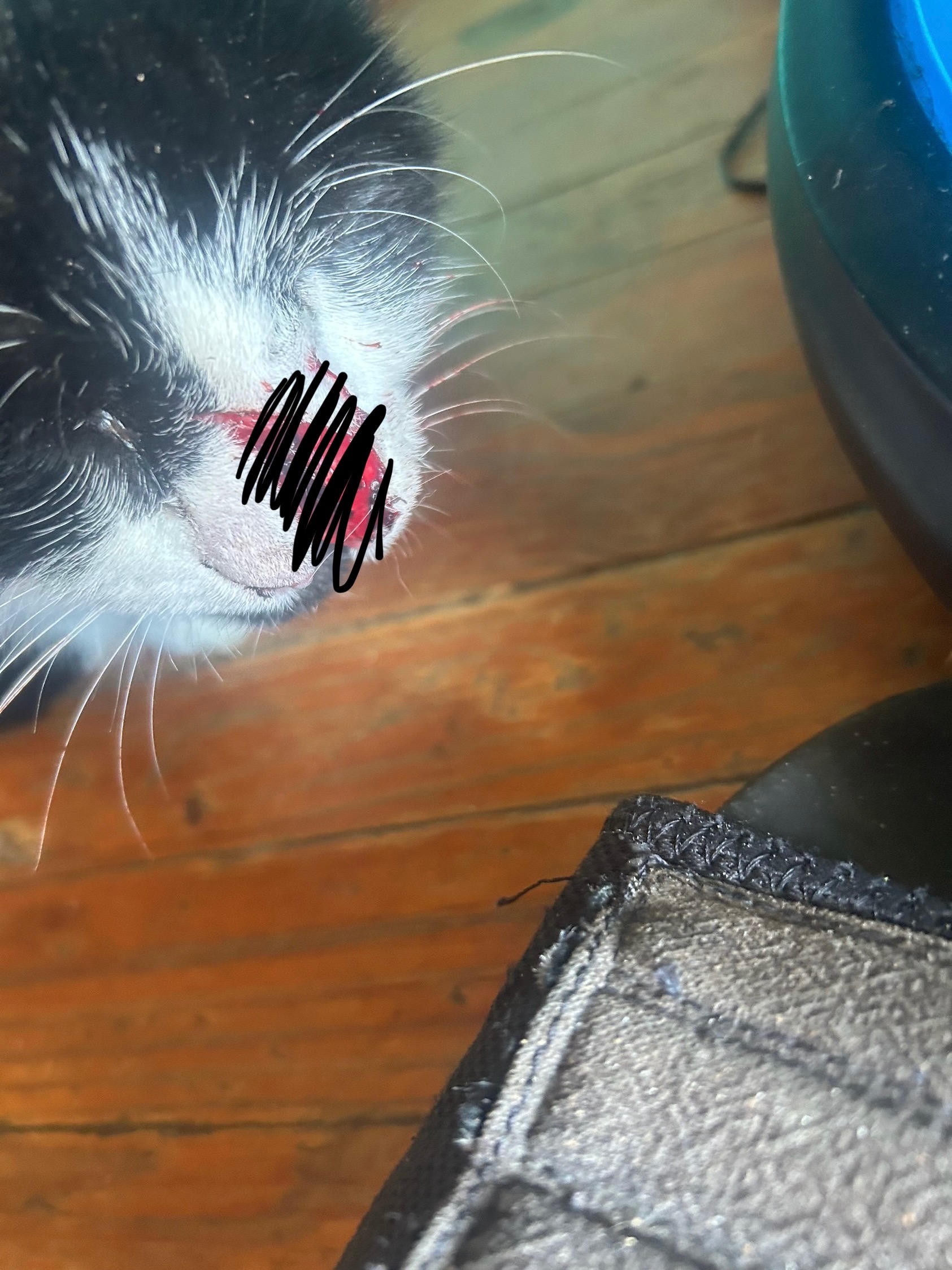 Student Needing Help With Emergency Vet Bills campaign photo, 2 of 7