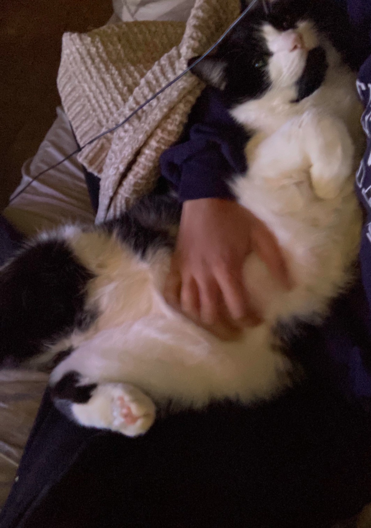 Student Needing Help With Emergency Vet Bills campaign photo, 4 of 7