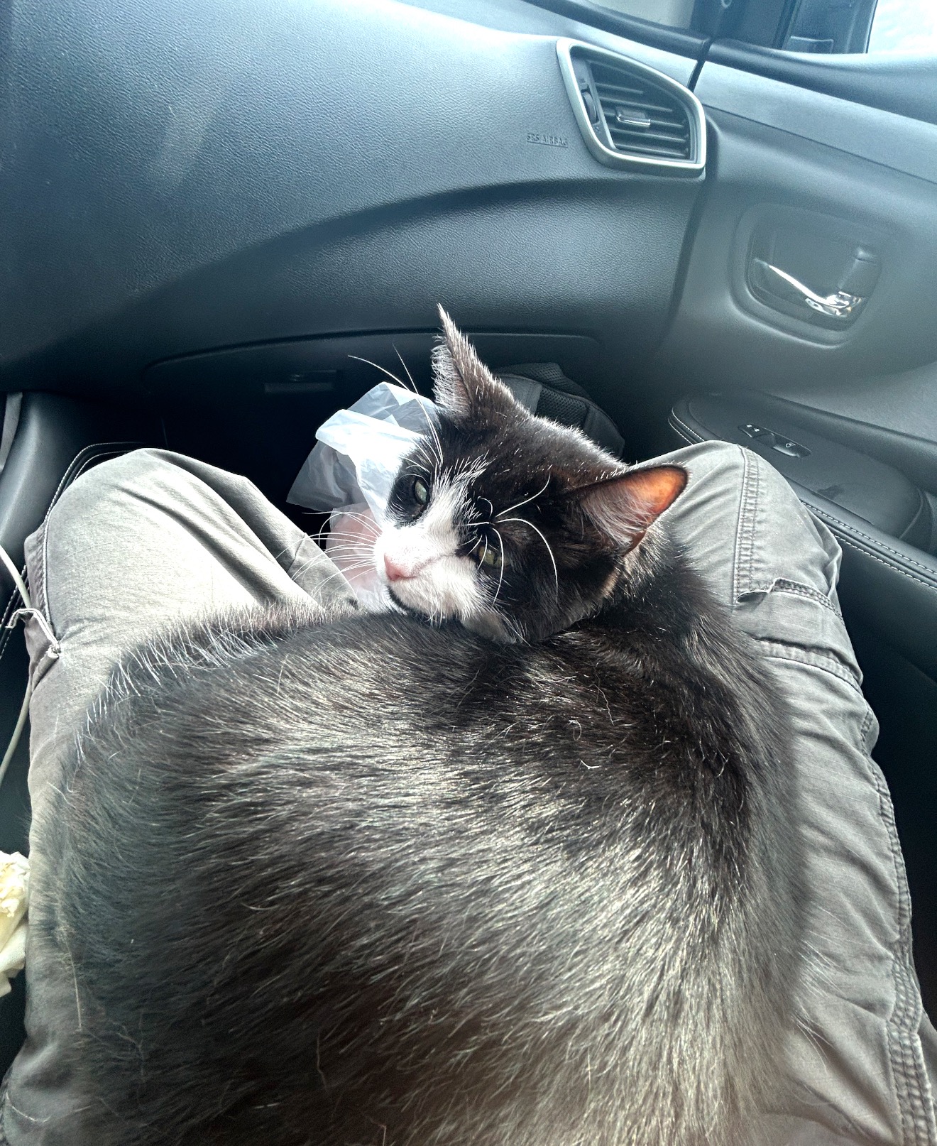 Student Needing Help With Emergency Vet Bills campaign photo, 5 of 7