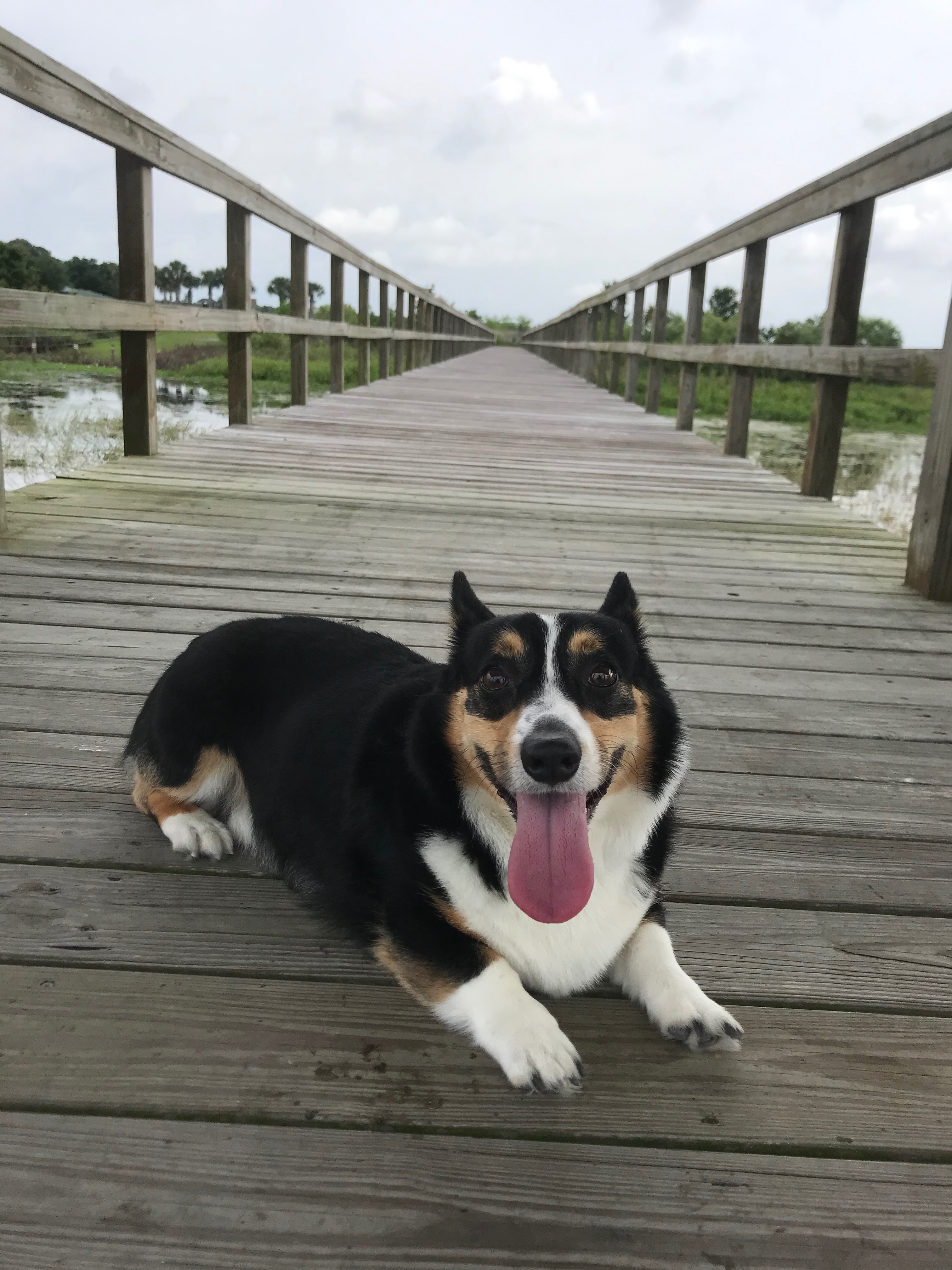 Milo's Surgery campaign photo, 7 of 8