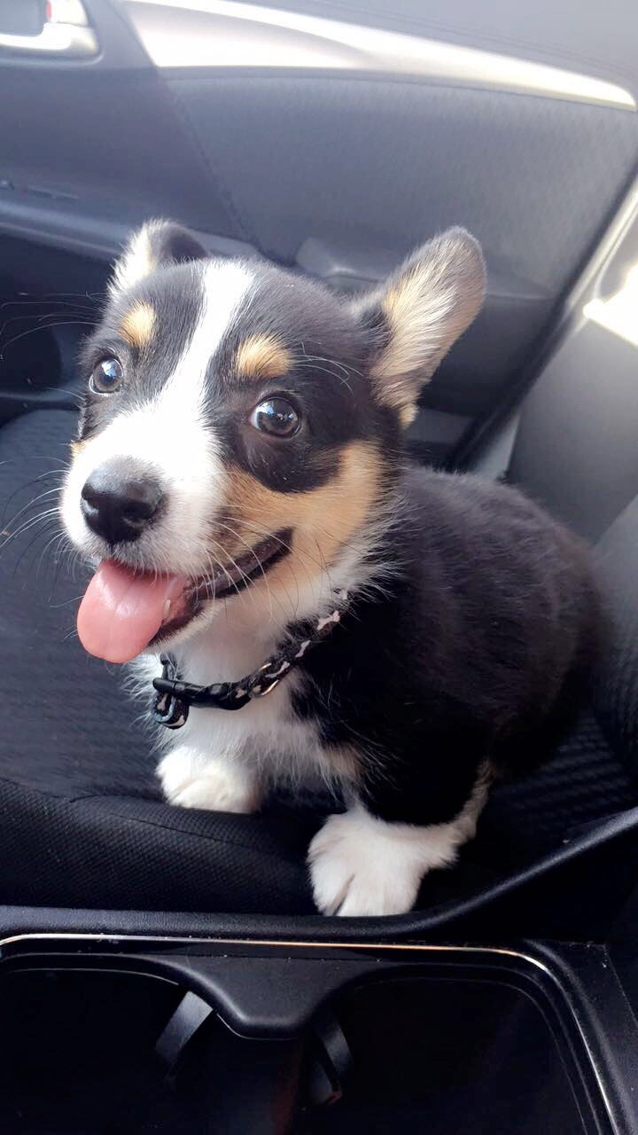 Milo's Surgery campaign photo, 4 of 8