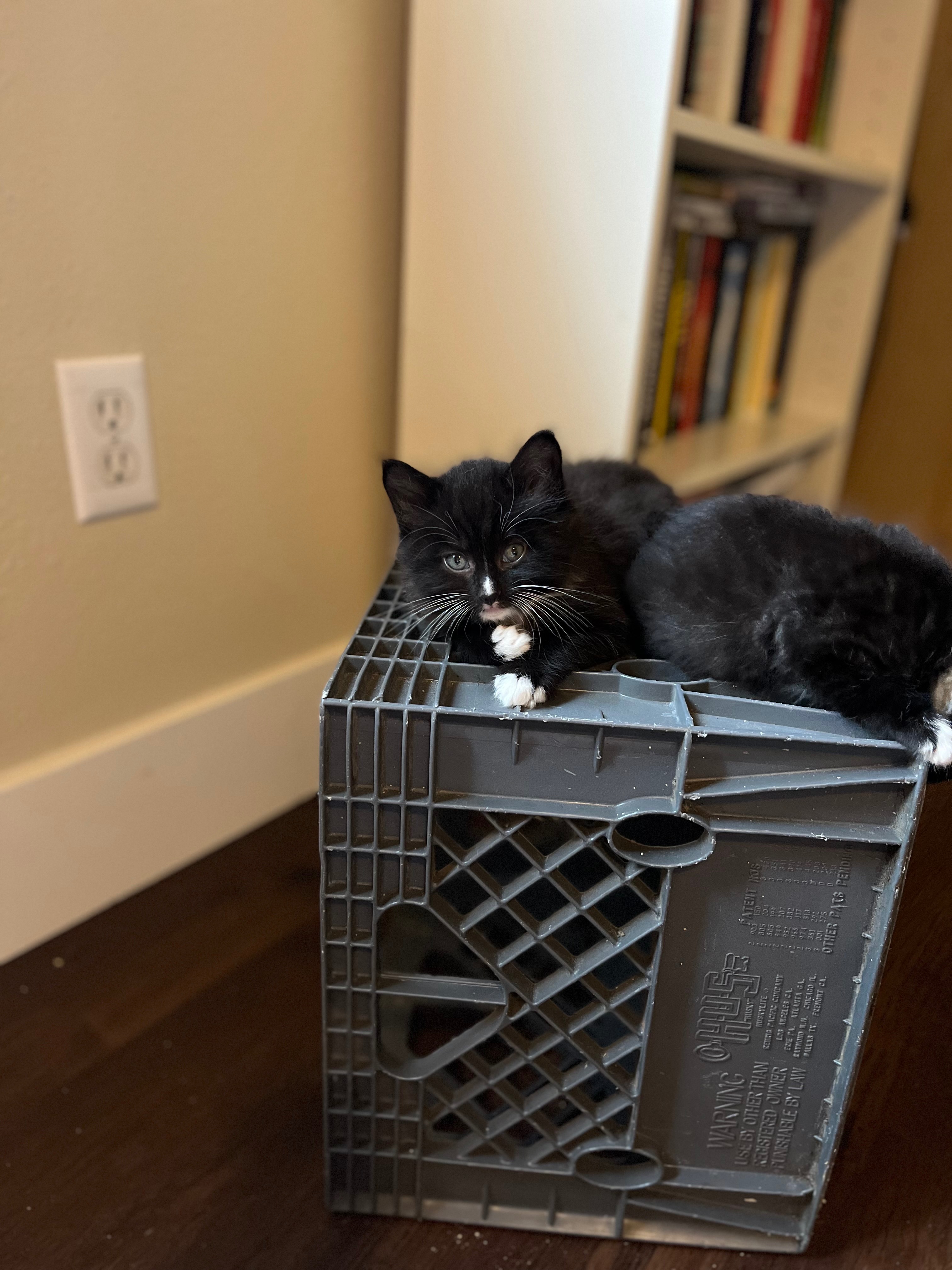 Help Baby Kitten Get Essential X-Rays campaign photo, 2 of 4
