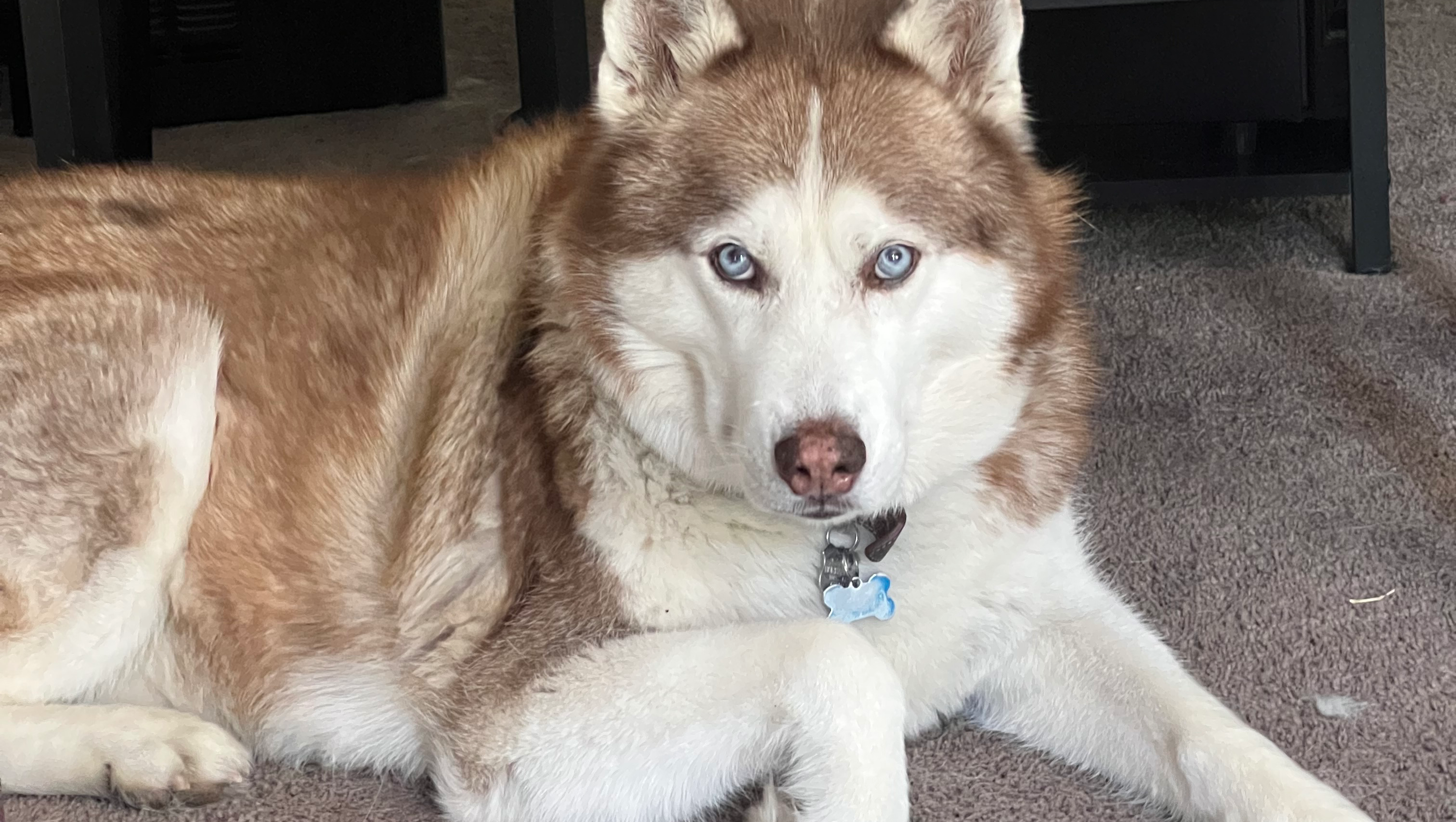 Help Save My Dog Cairo ❤️ photo