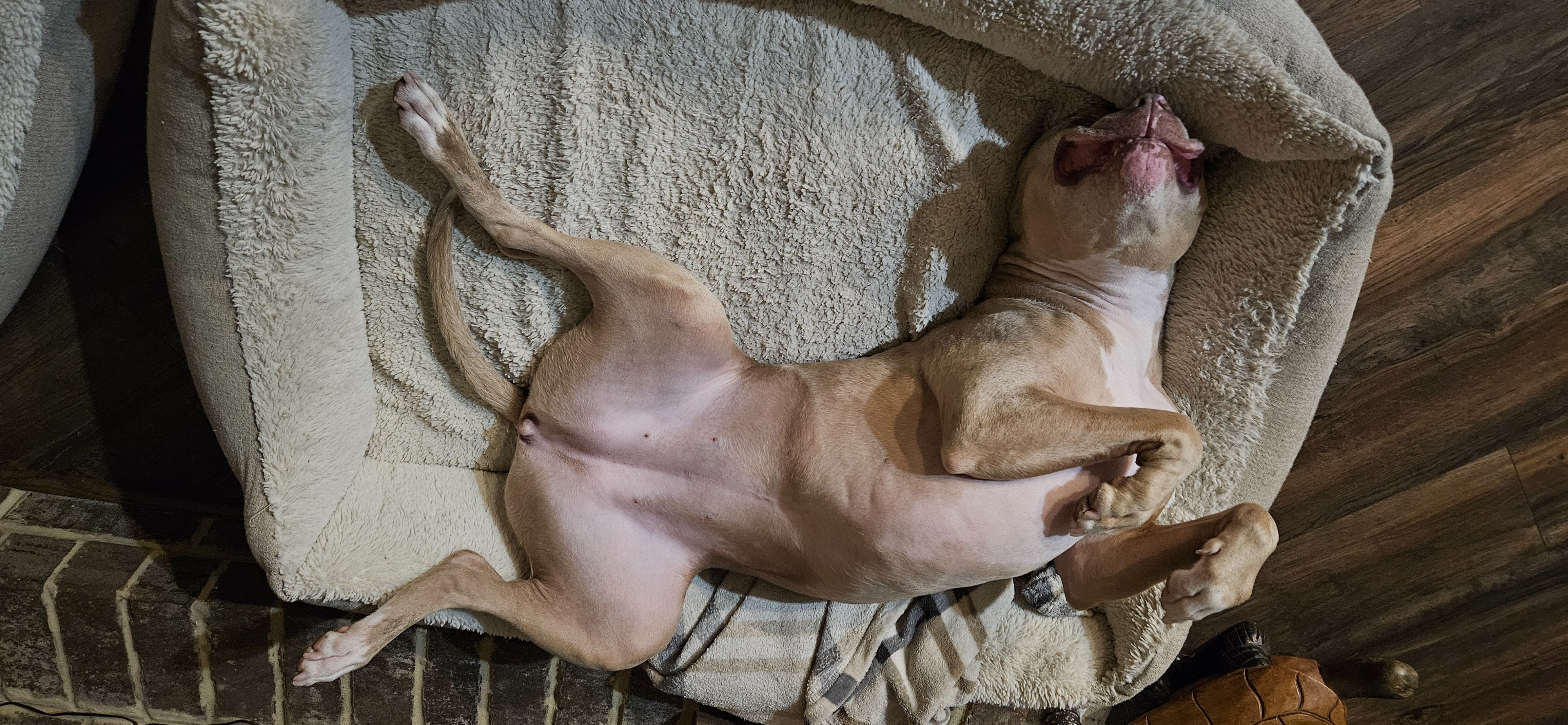 Help Sally Walk Again: Emergency Surgery Needed campaign photo, 2 of 4