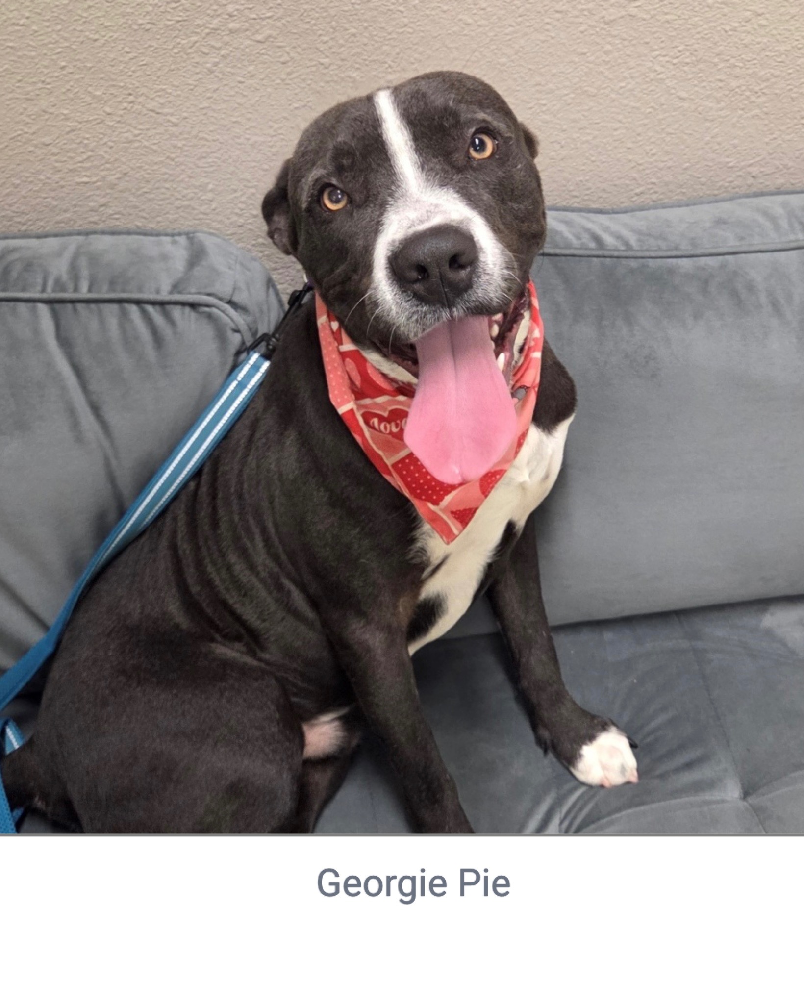 Shelter dogs from League City Animal Care campaign photo, 2 of 3
