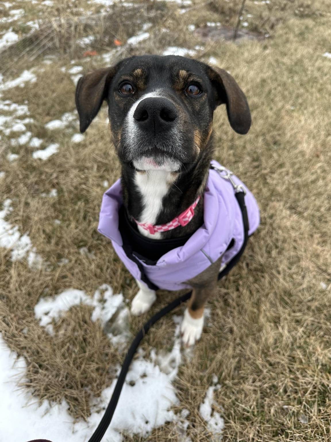 30 Mile Dog Walk for American Cancer Society campaign photo, 6 of 7
