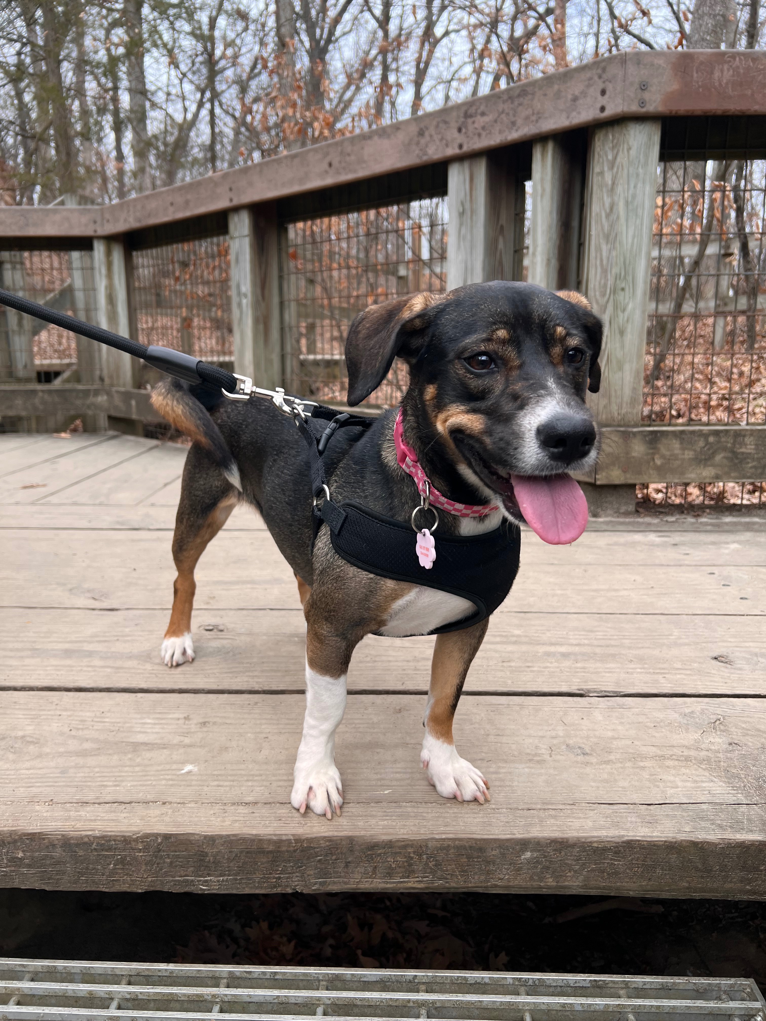 30 Mile Dog Walk for American Cancer Society campaign photo, 5 of 7