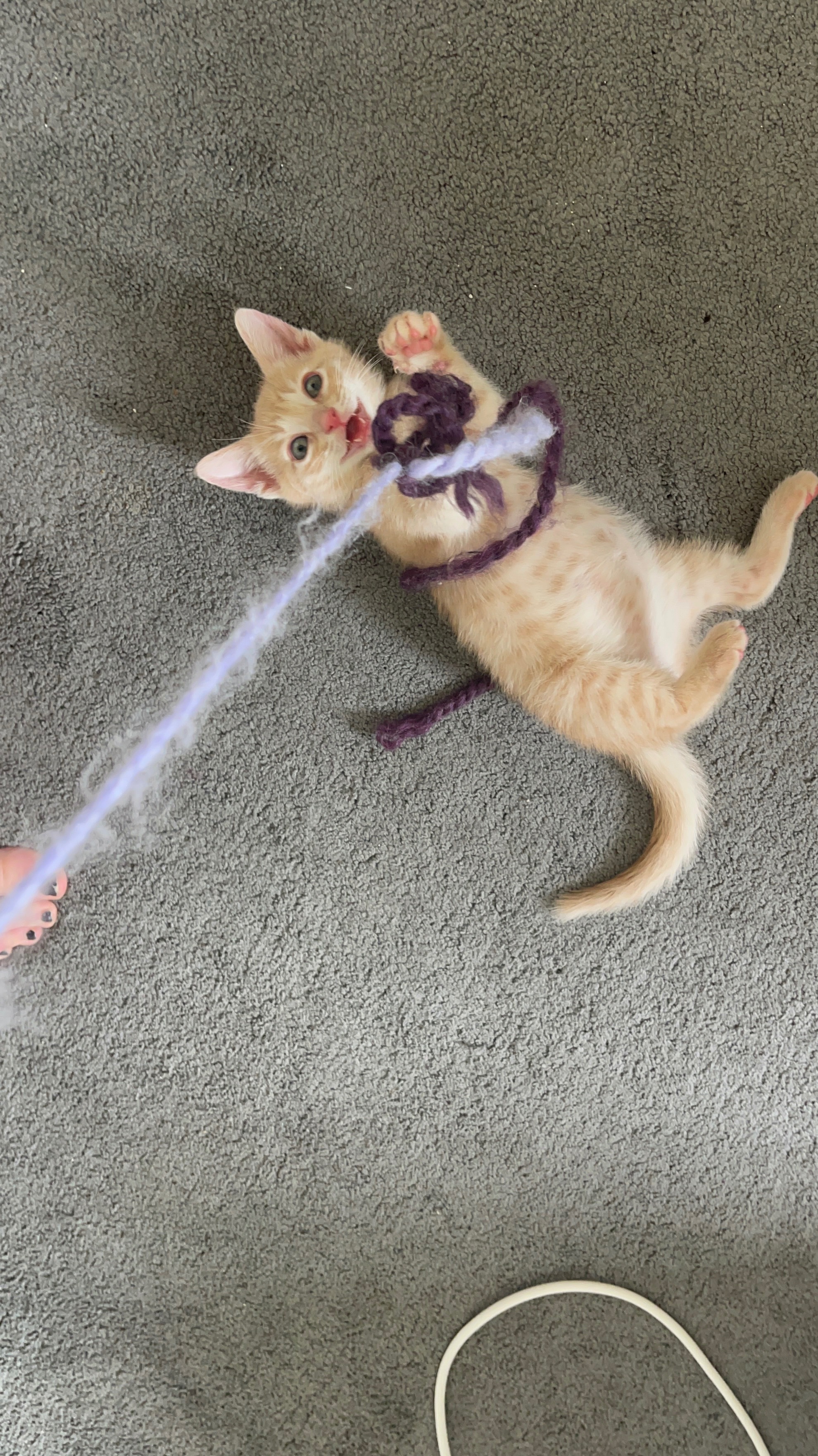 Help Stinky the Stray Kitten Thrive campaign photo, 7 of 8