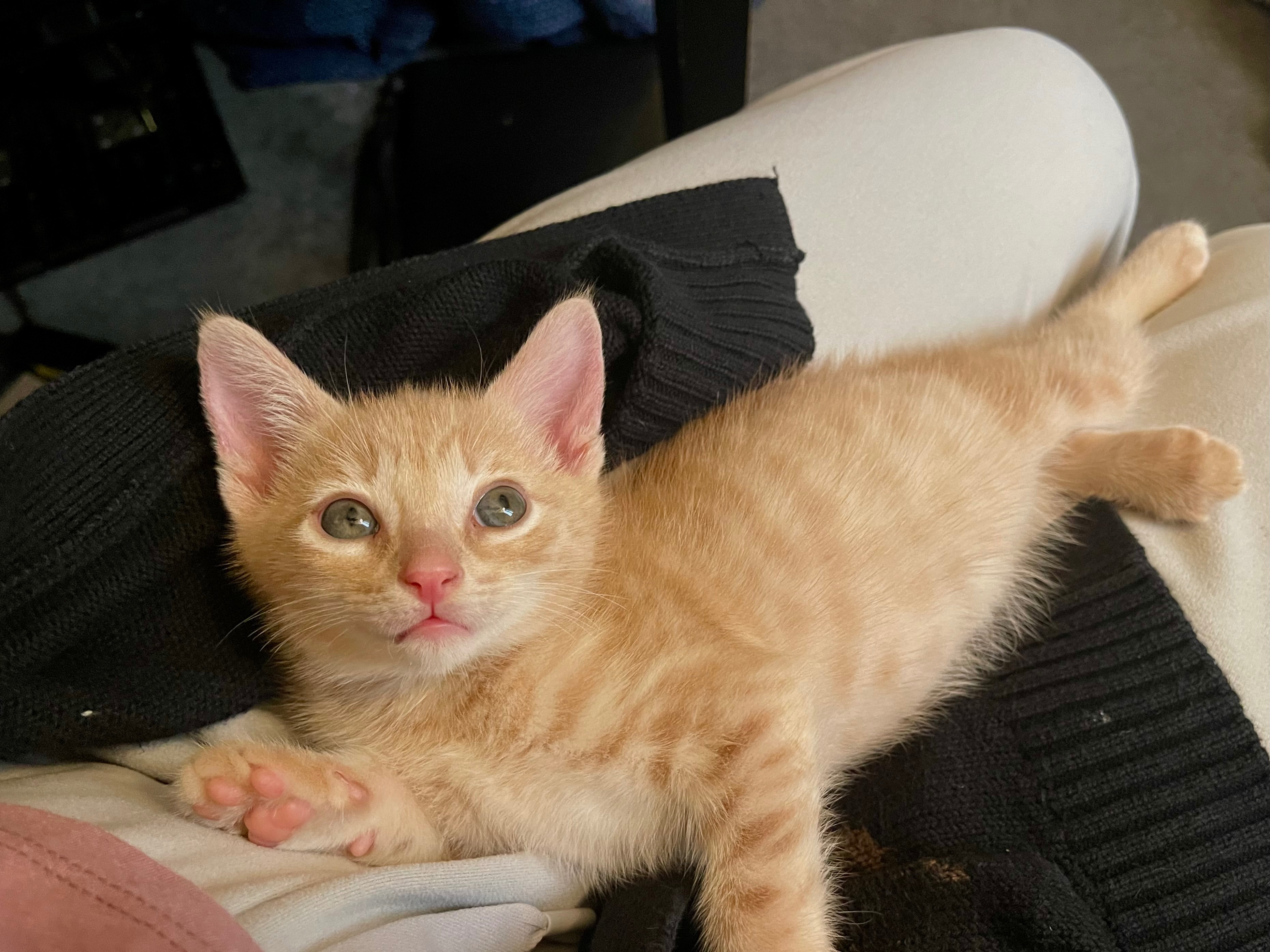 Help Stinky the Stray Kitten Thrive campaign photo, 2 of 8