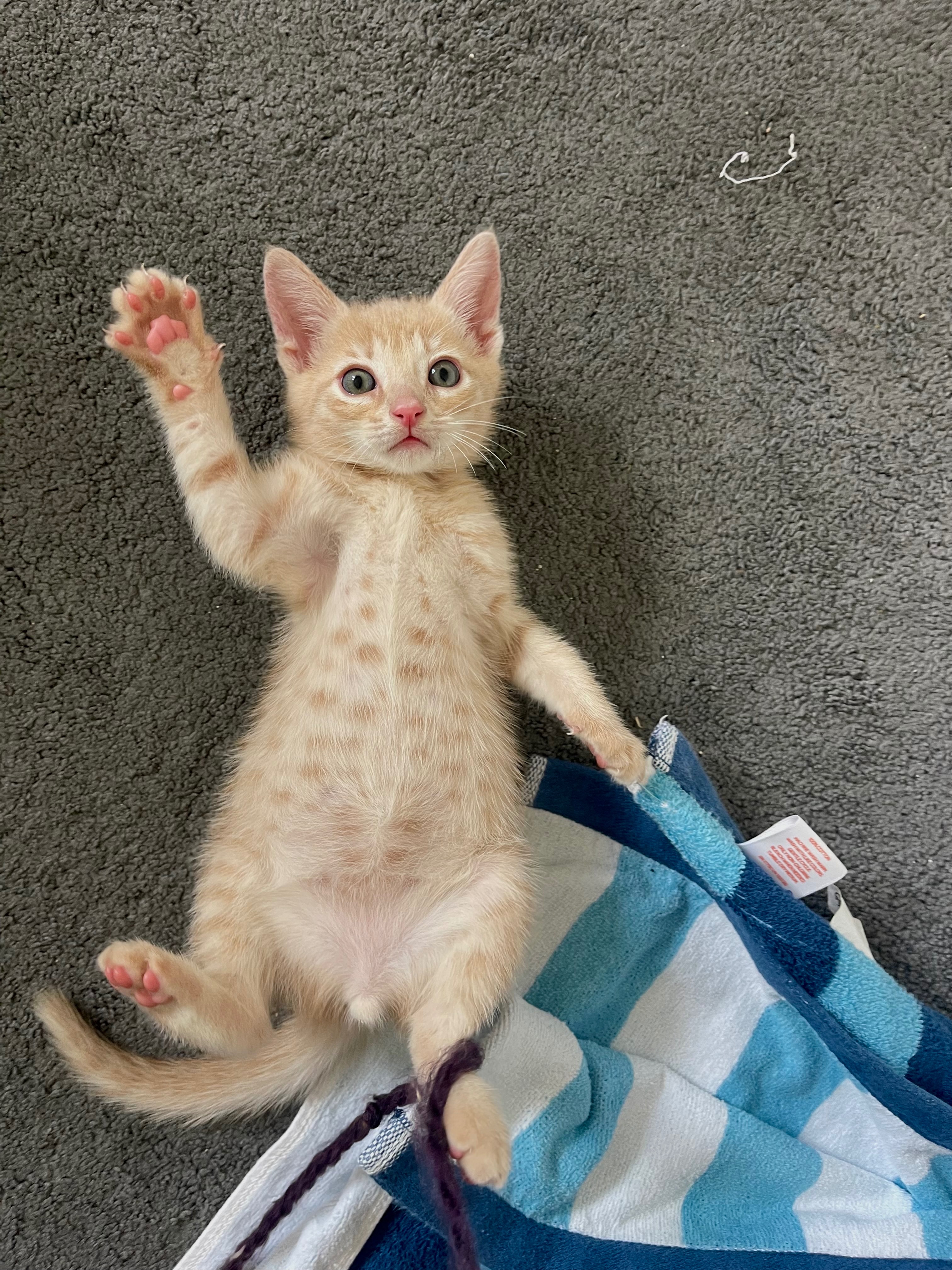 Help Stinky the Stray Kitten Thrive campaign photo, 4 of 8