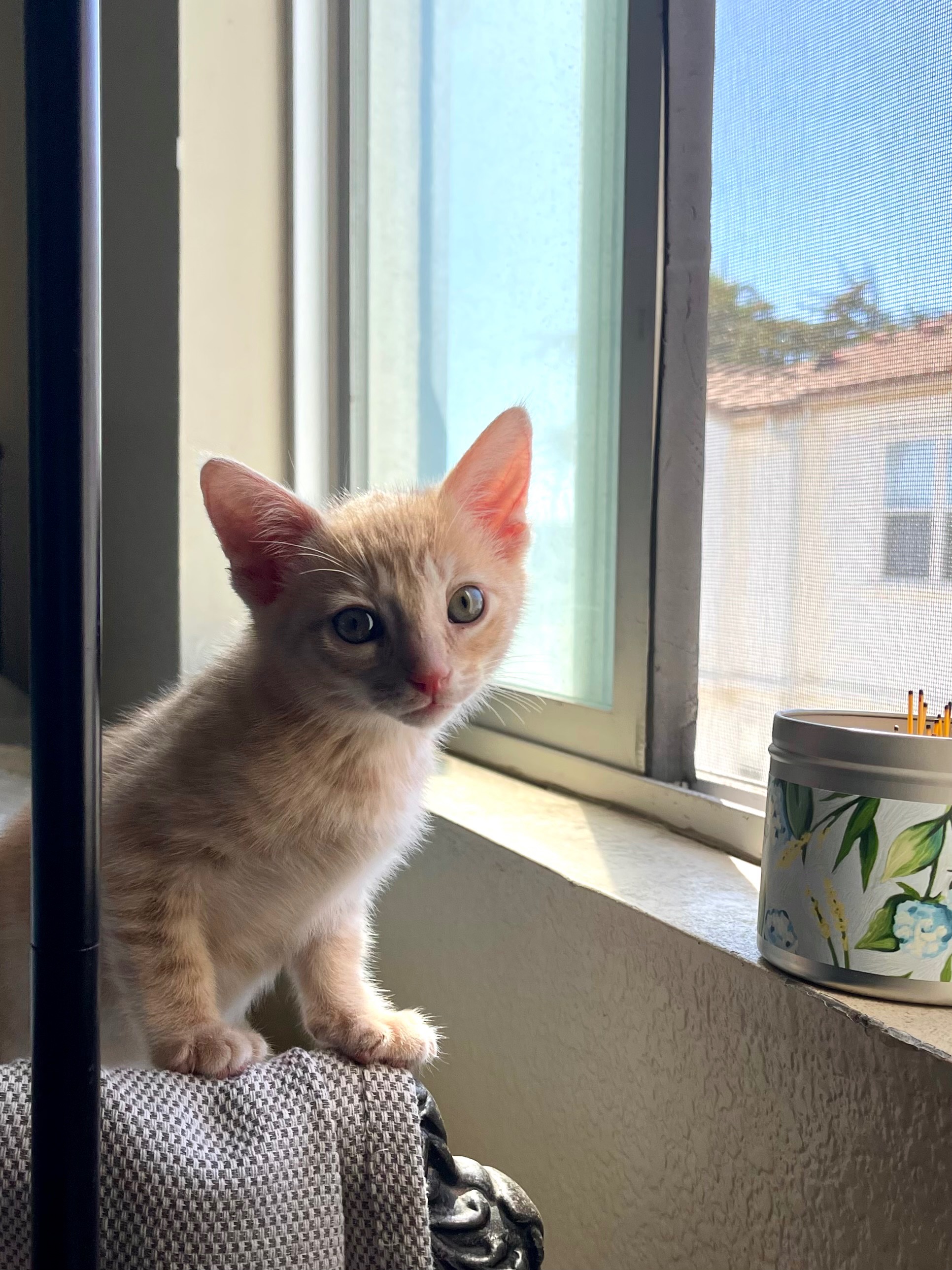 Help Stinky the Stray Kitten Thrive campaign photo, 5 of 8