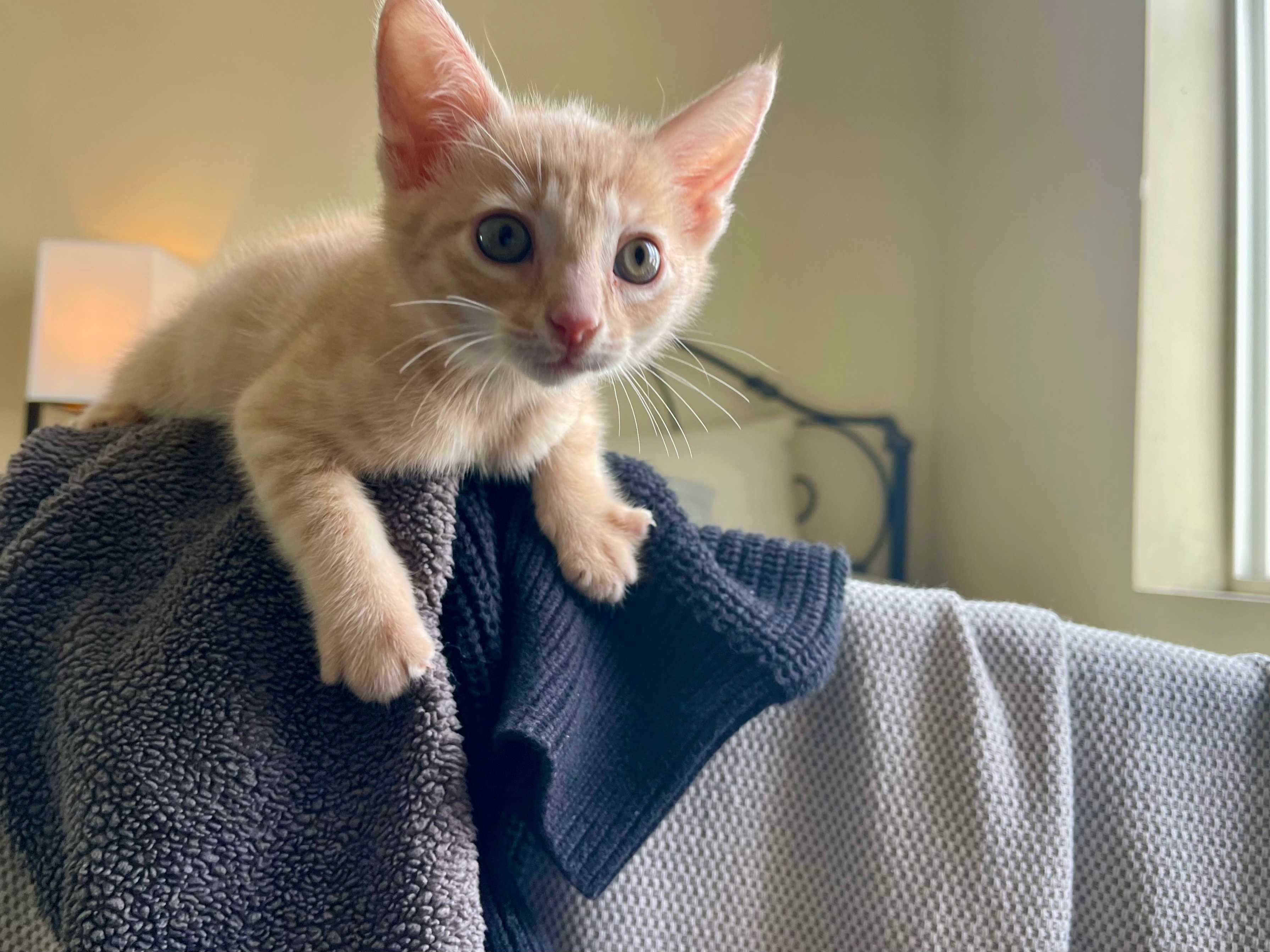 Help Stinky the Stray Kitten Thrive campaign photo, 6 of 8